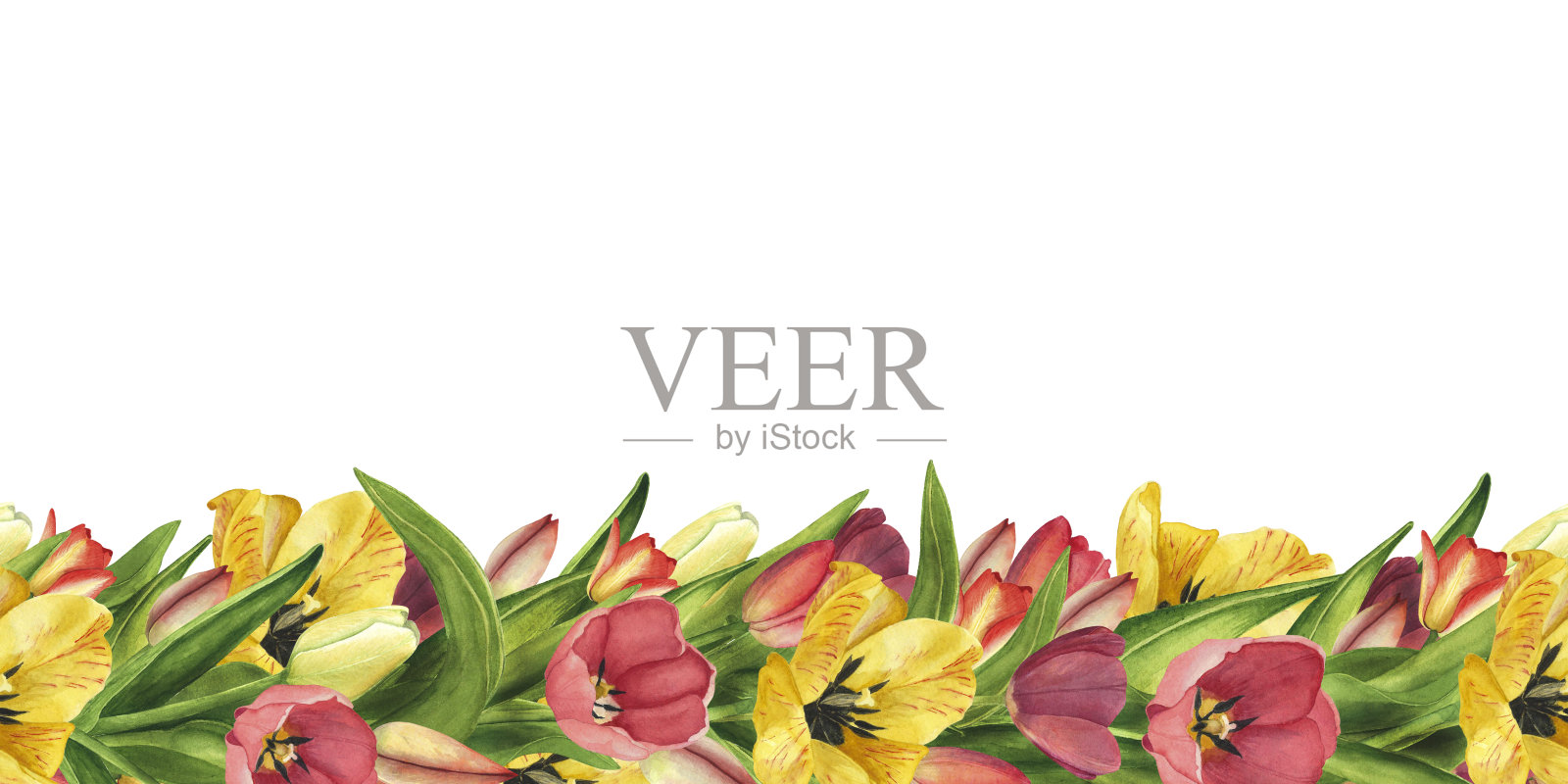 无缝边界与郁金香。水彩手绘插图复活节花模板,海报,妇女节8三月插画图片素材