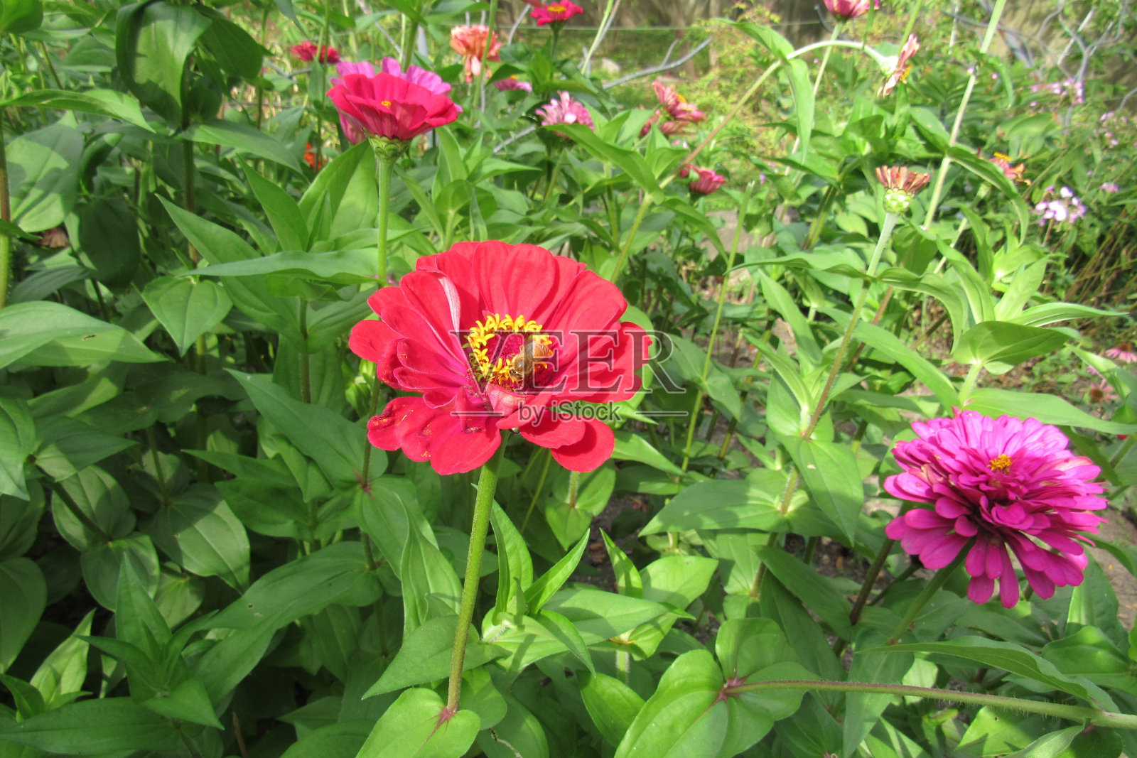 近距离拍摄百日菊花在花园里照片摄影图片