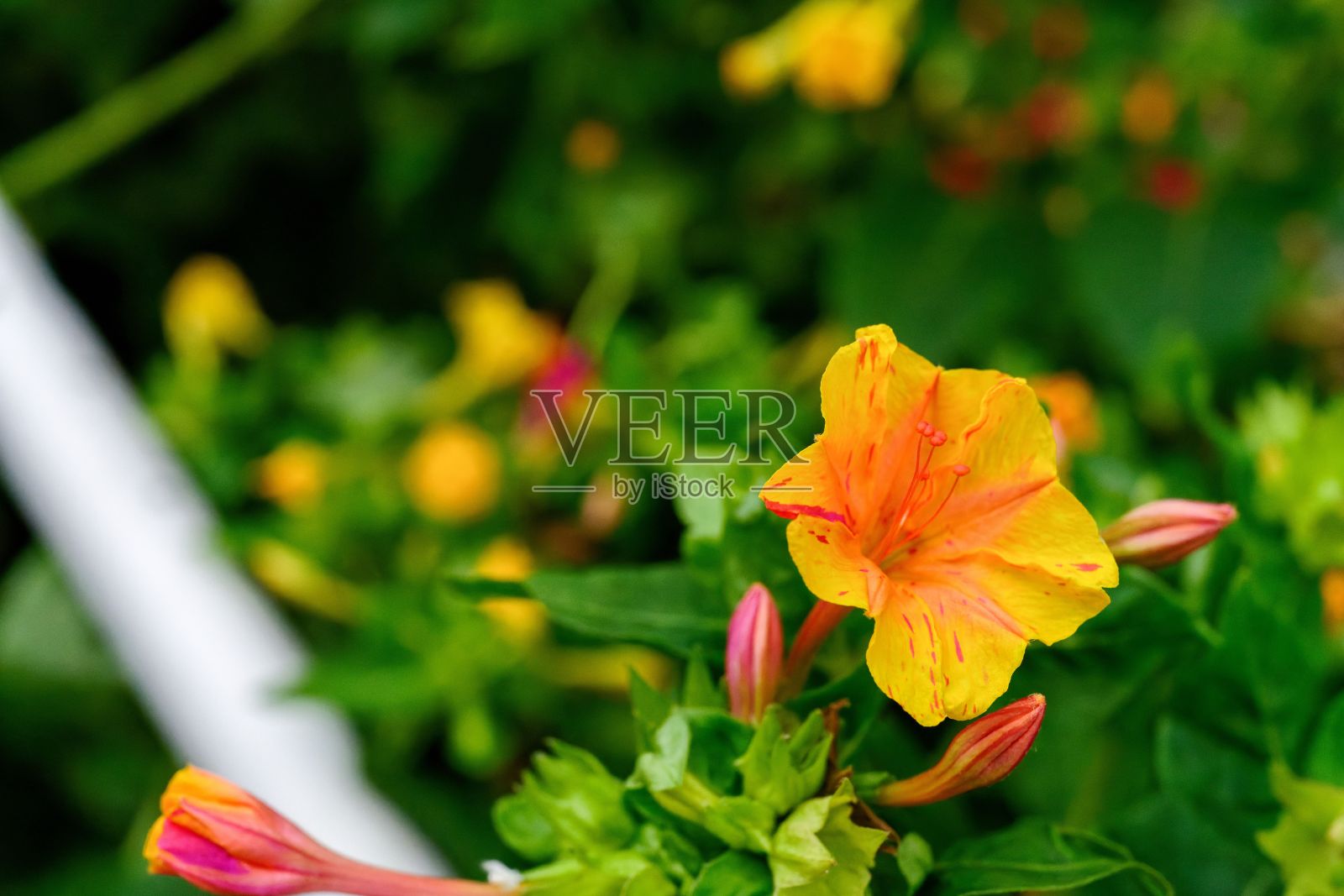 特写的奇迹秘鲁(Mirabilis jalapa)生长在绿色灌木照片摄影图片
