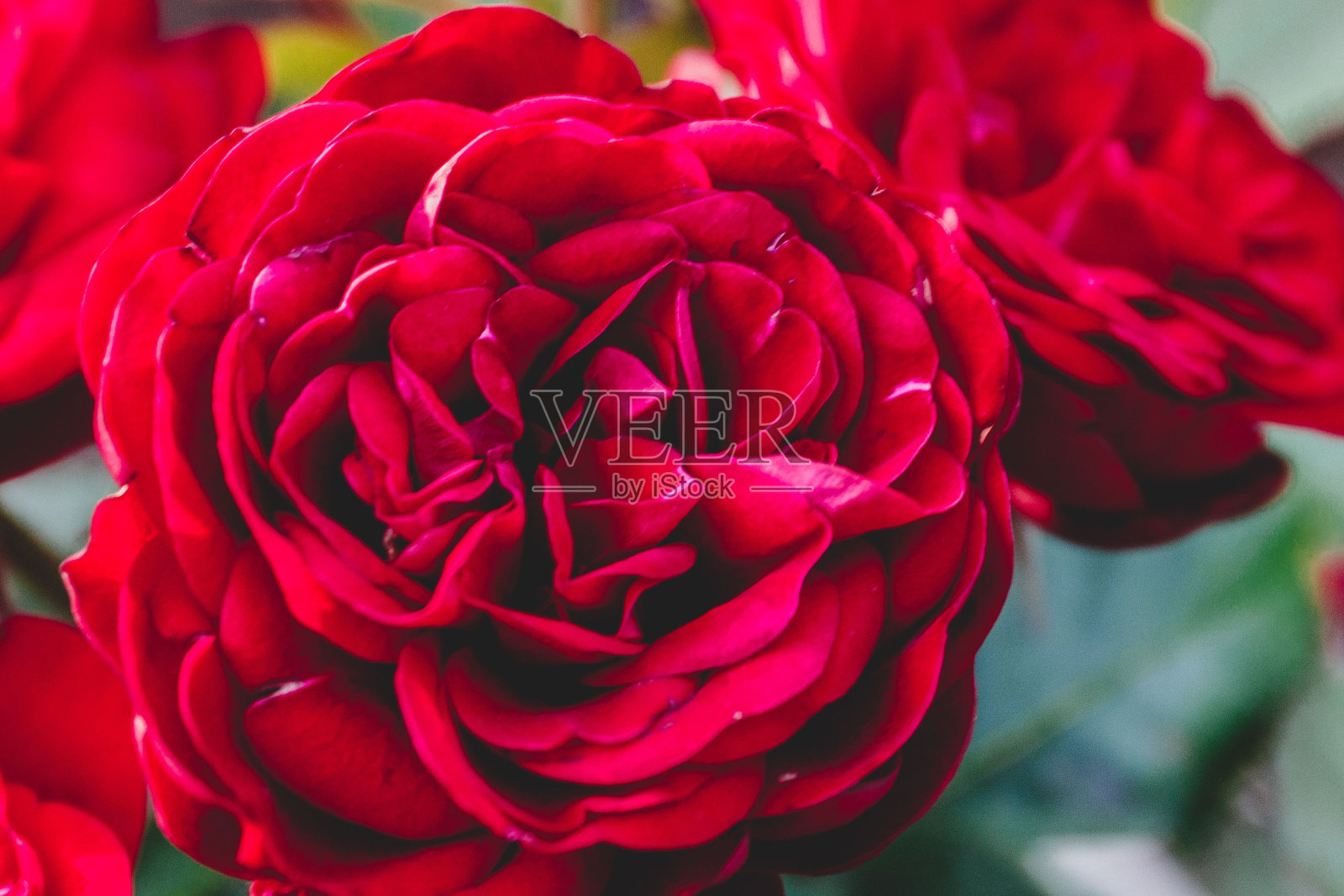 在模糊的背景下,红玫瑰的特写照片摄影图片