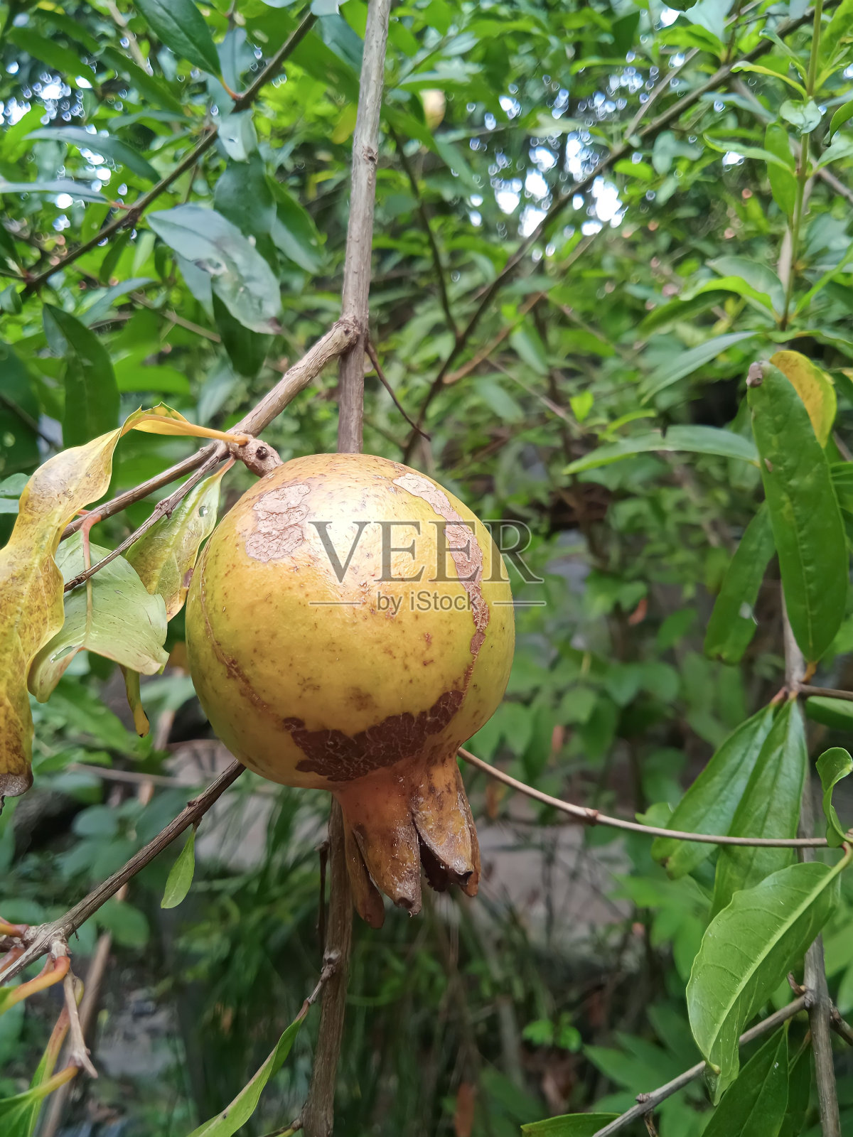 近距离的绿石榴在花园里照片摄影图片