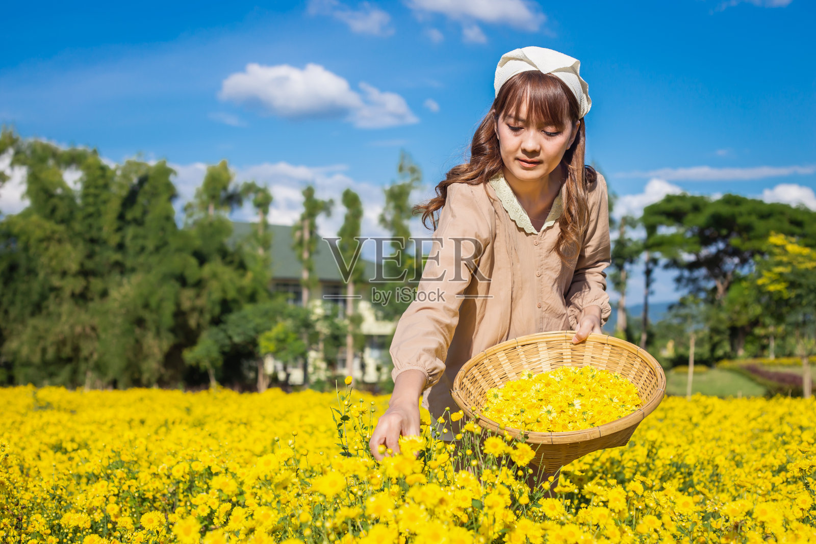 年轻女子在花园里收集菊花,把它们放在一个篮子里,准备它们泡茶喝。照片摄影图片