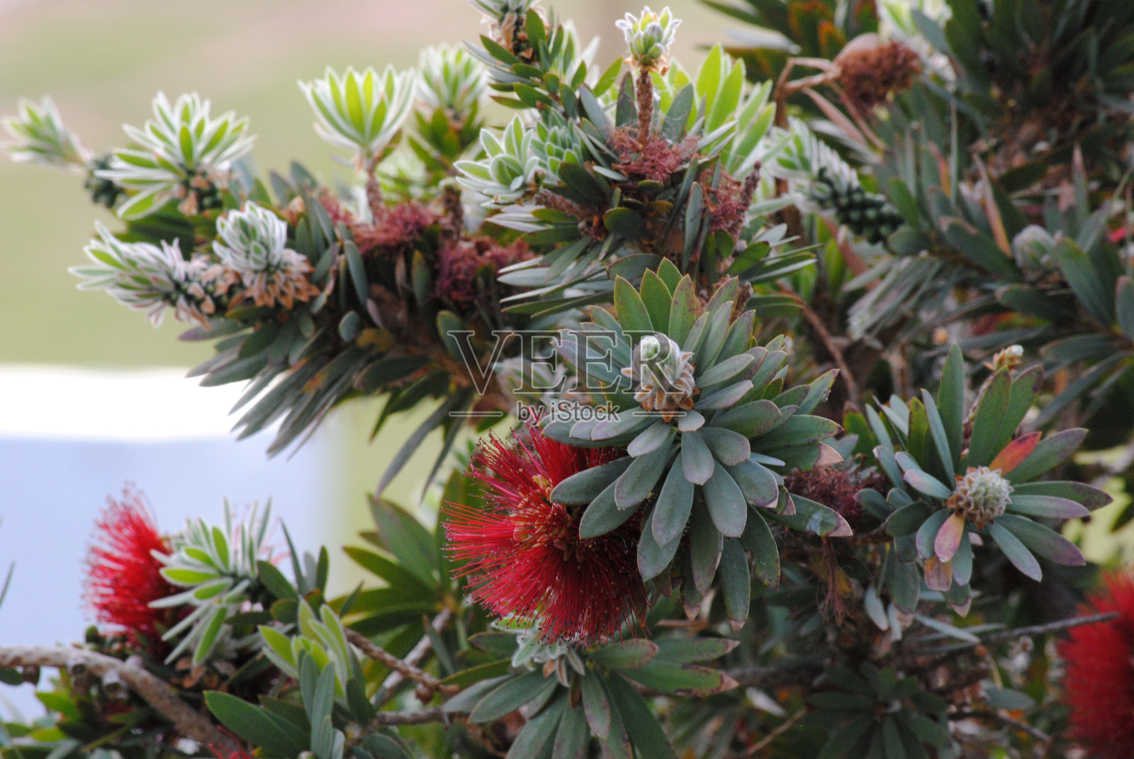 近距离的一个普通的糖灌木(Protea caffra)与粉红色的花在公园照片摄影图片