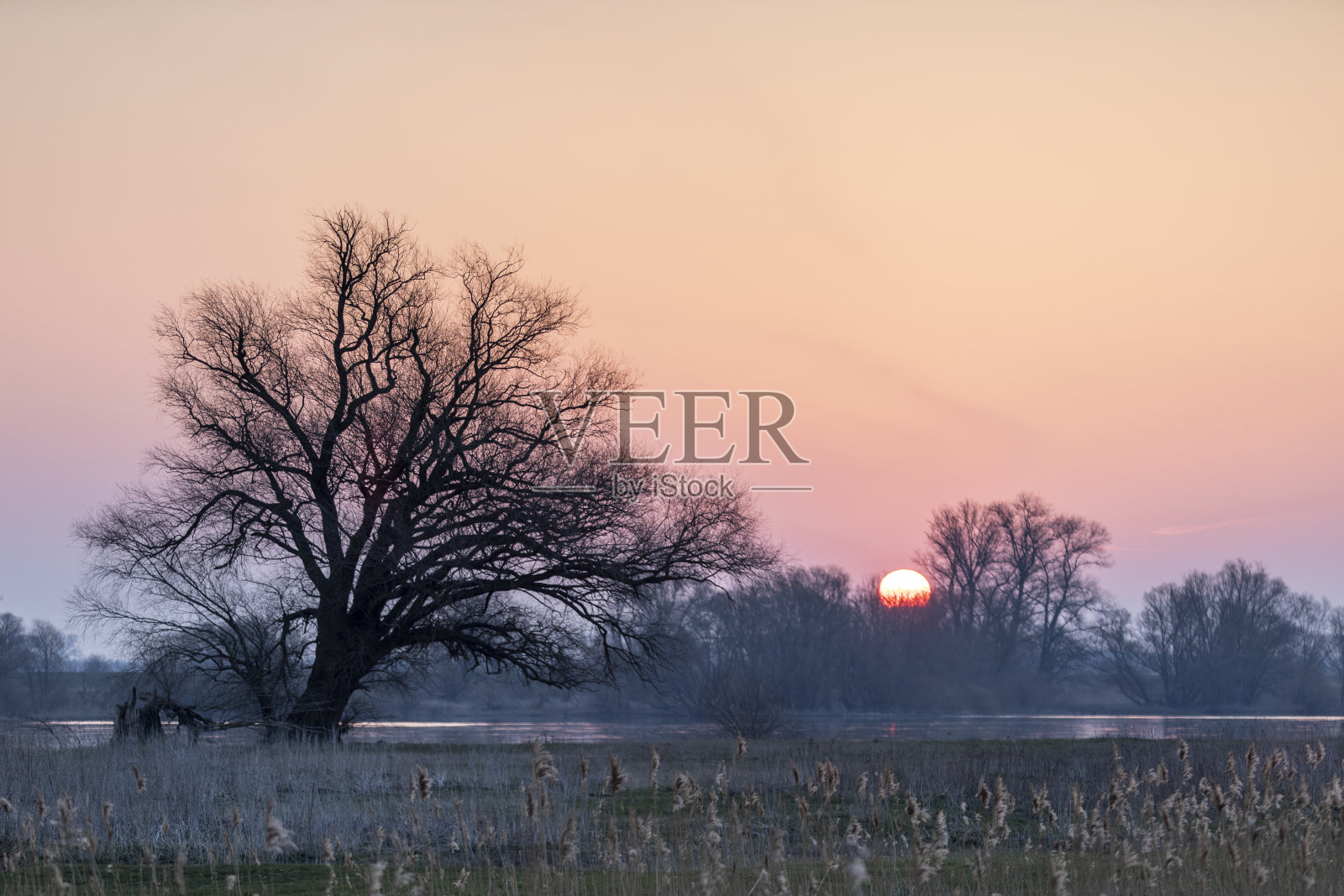 紫色和粉红色的夕阳在田野与树木的剪影照片摄影图片