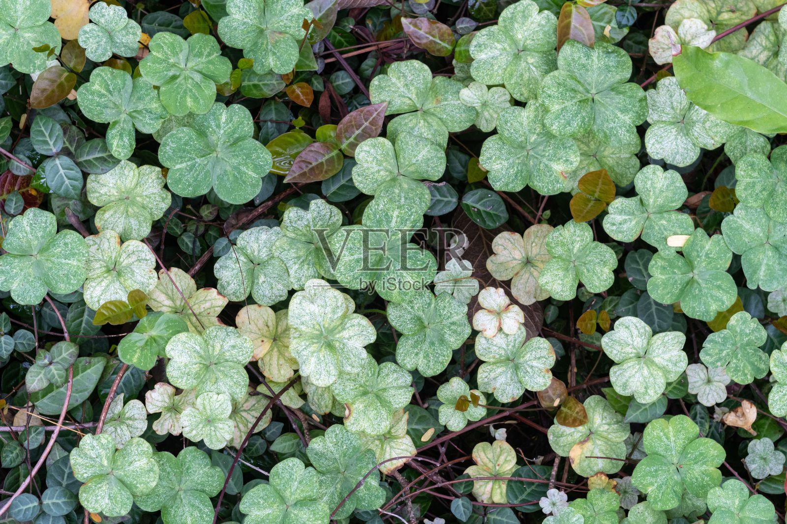 高角度拍摄的绿色三叶草在白天的田野-伟大的壁纸照片摄影图片