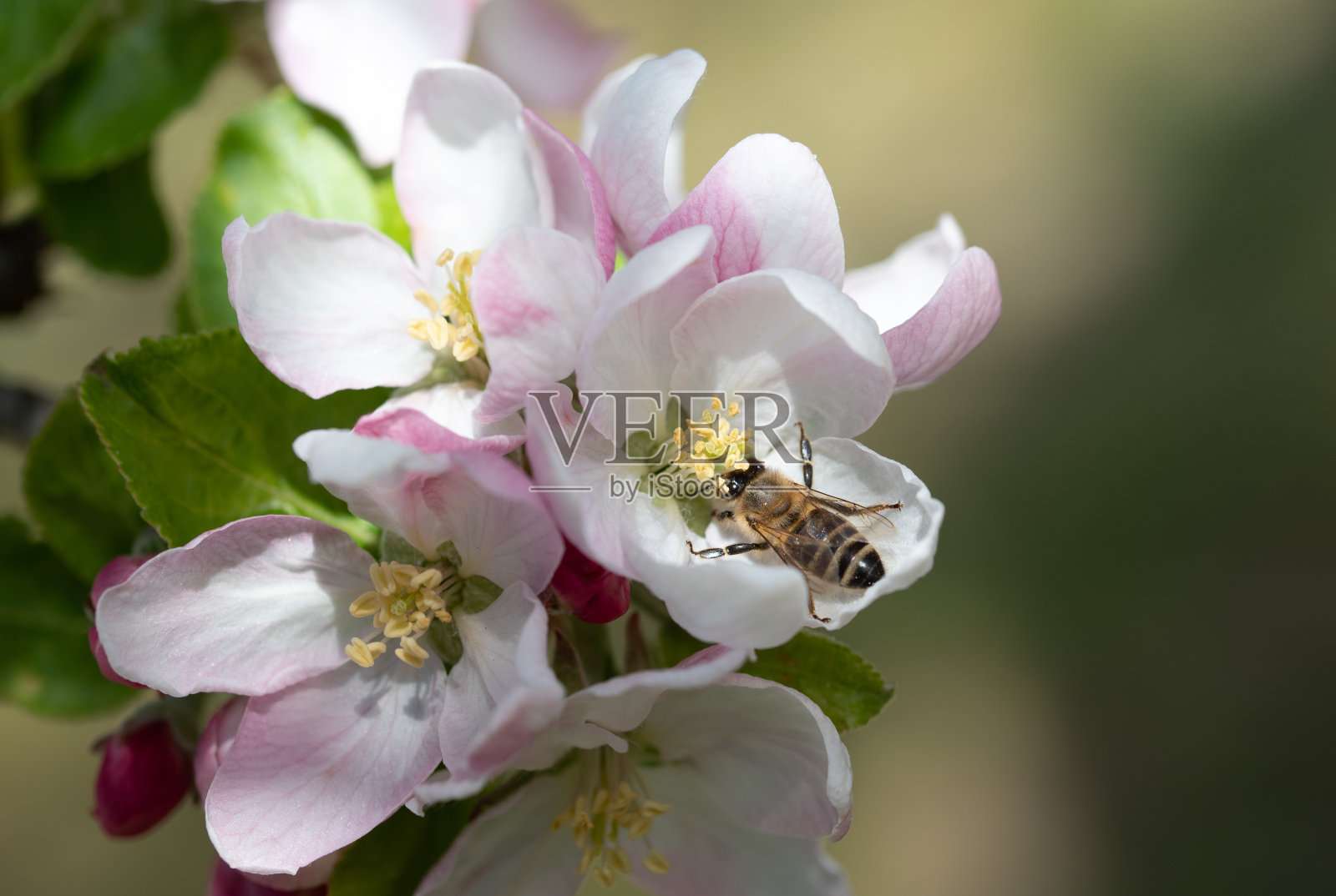 这是一棵苹果树的树枝特写。这些花在春天开放。一只蜜蜂正在寻找食物。照片摄影图片