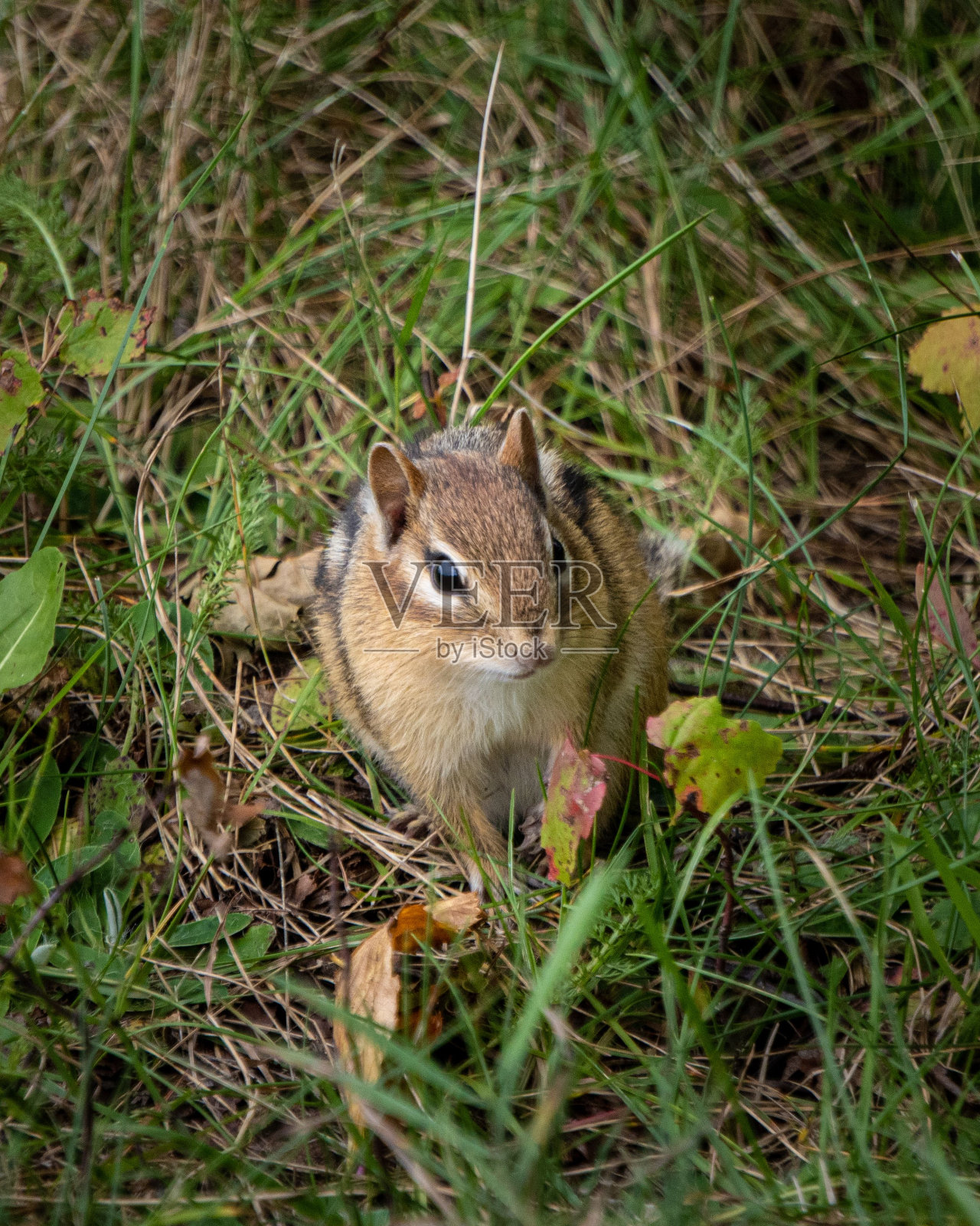 垂直特写的东部花栗鼠,Tamias striatus。照片摄影图片