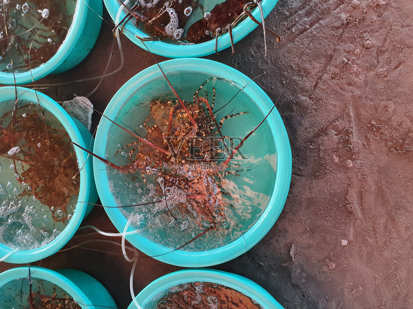 越南的清晨钓鱼照片摄影图片