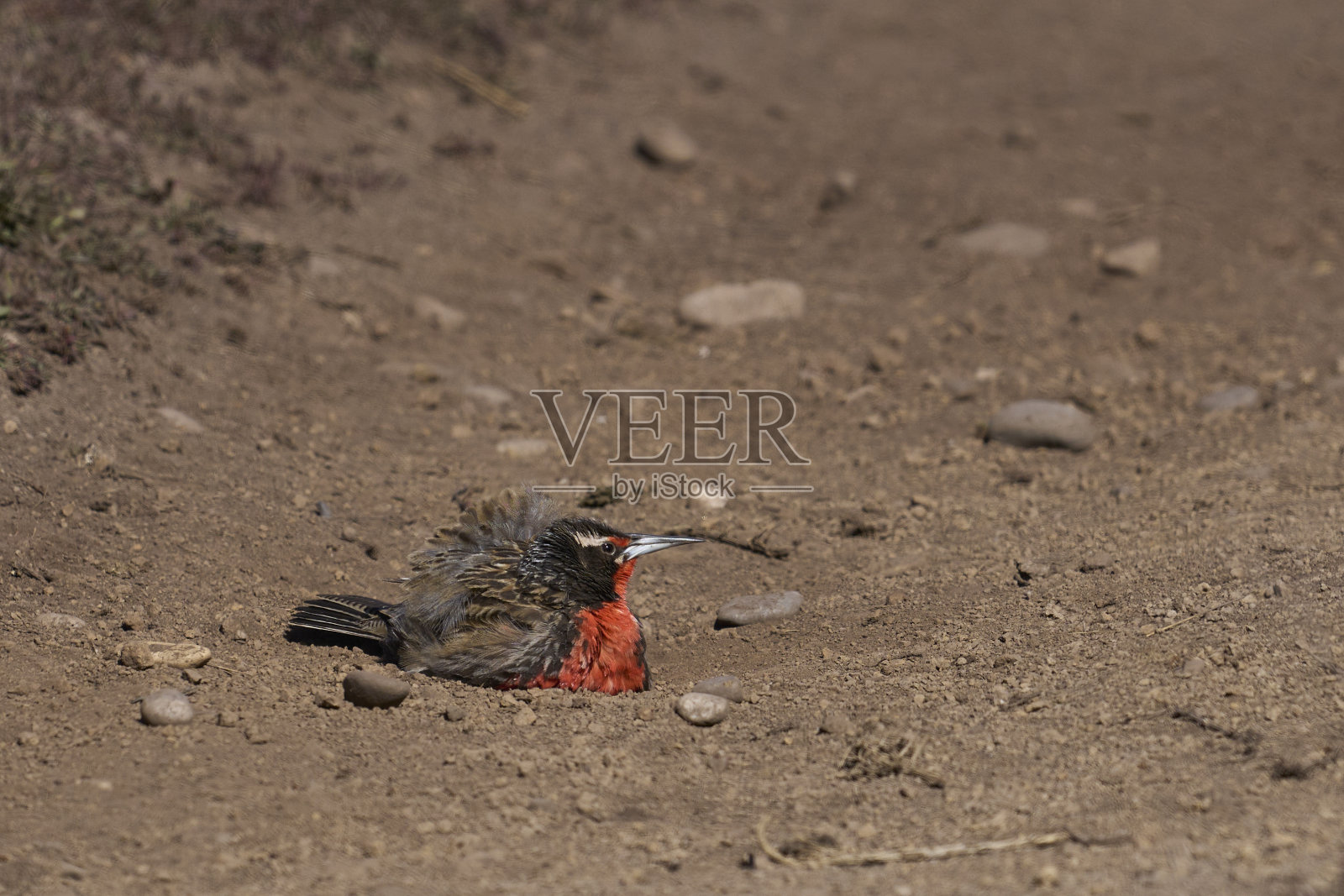 长尾草地鹨照片摄影图片