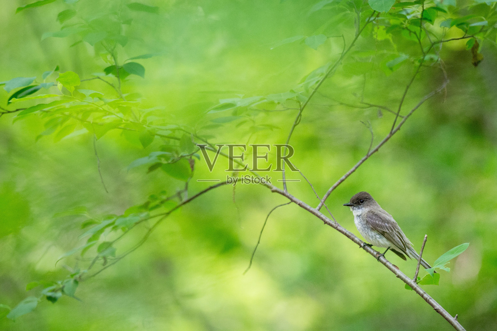 东方菲比鸟栖息在绿色的树枝上照片摄影图片