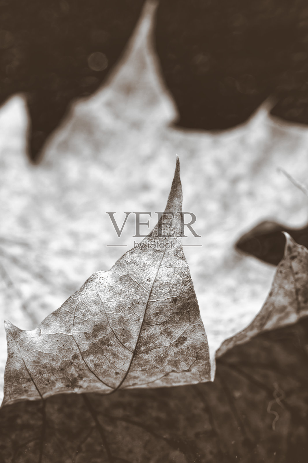 梧桐叶照片摄影图片