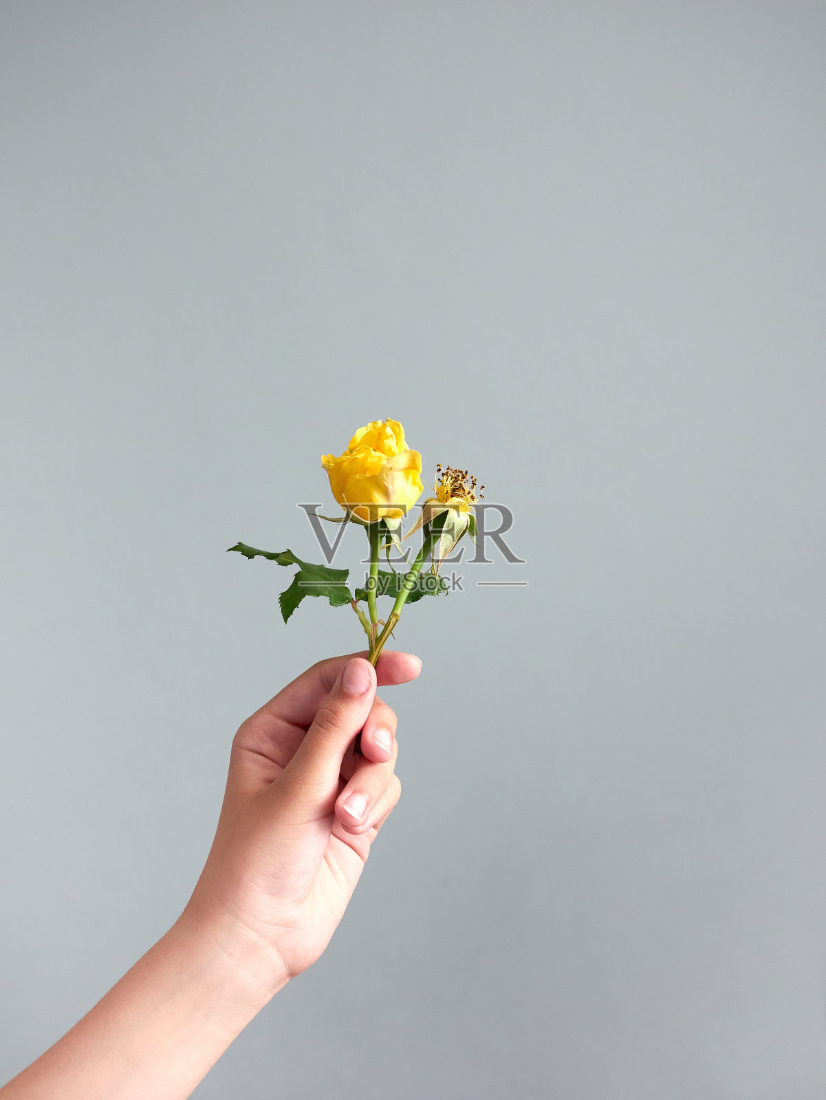 一个女孩的手拿着两朵玫瑰,其中一朵没有花瓣,垂直的图像照片摄影图片