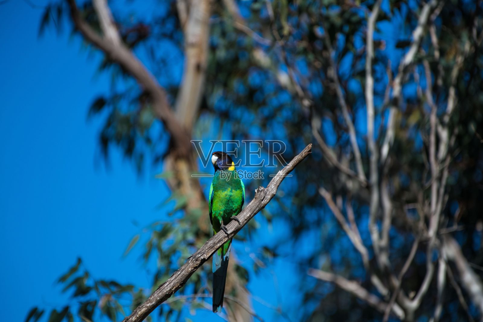 选择性聚焦拍摄的澳大利亚环颈(Barnardius zonarius)栖息在树枝上照片摄影图片