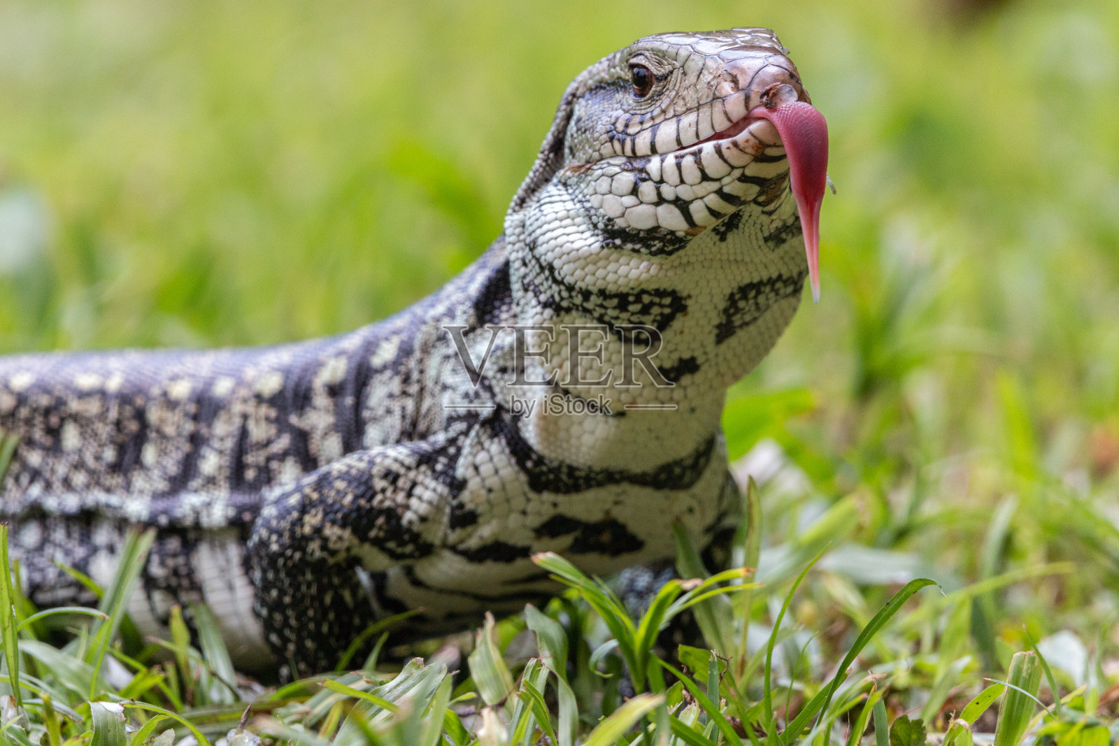 蜥蜴在草地上爬行。照片摄影图片