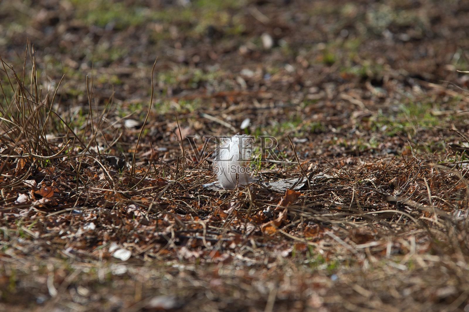 草地上有白色的鹅毛照片摄影图片
