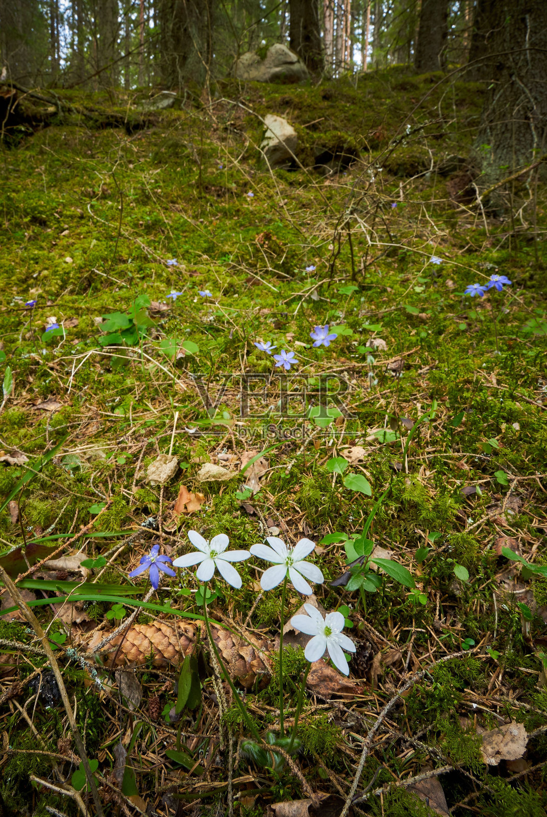 垂直拍摄的森林与海葵花照片摄影图片