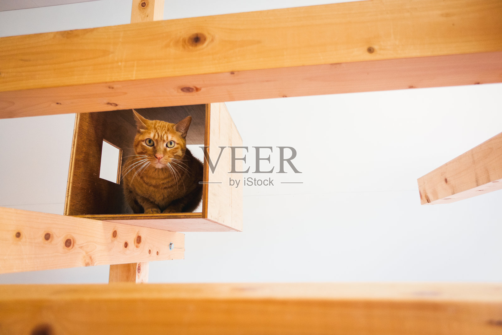 A cat in a cat café.照片摄影图片