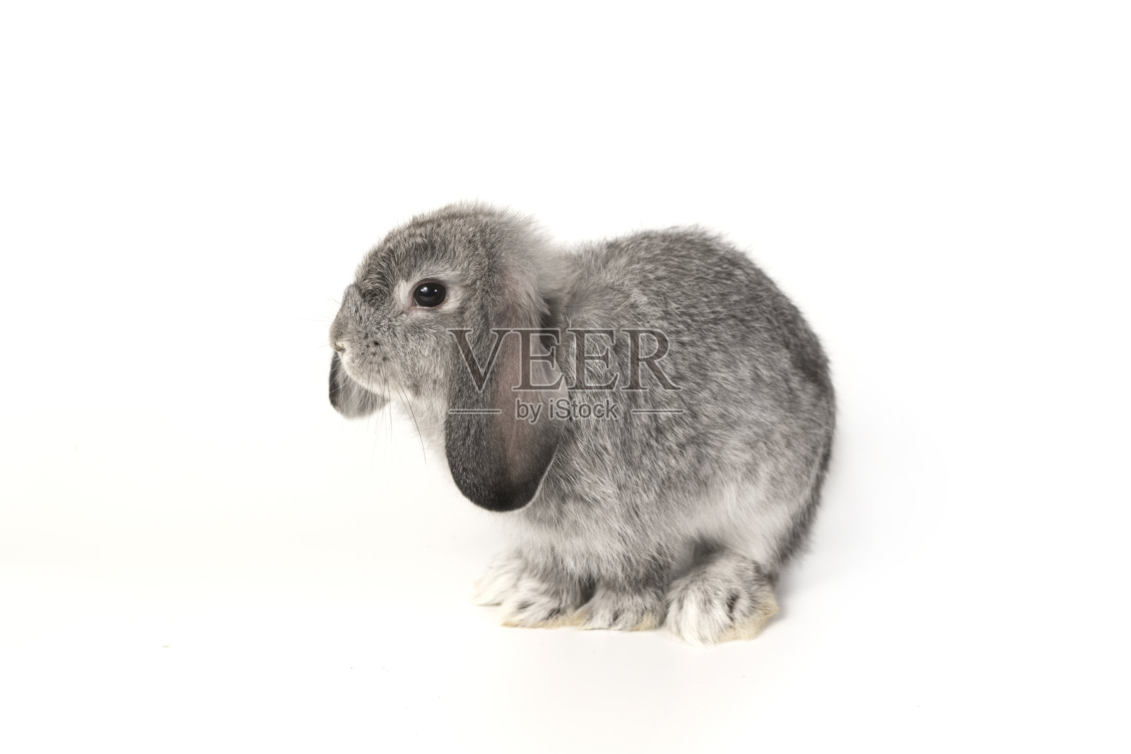 白色背景上的灰色小兔子。照片摄影图片