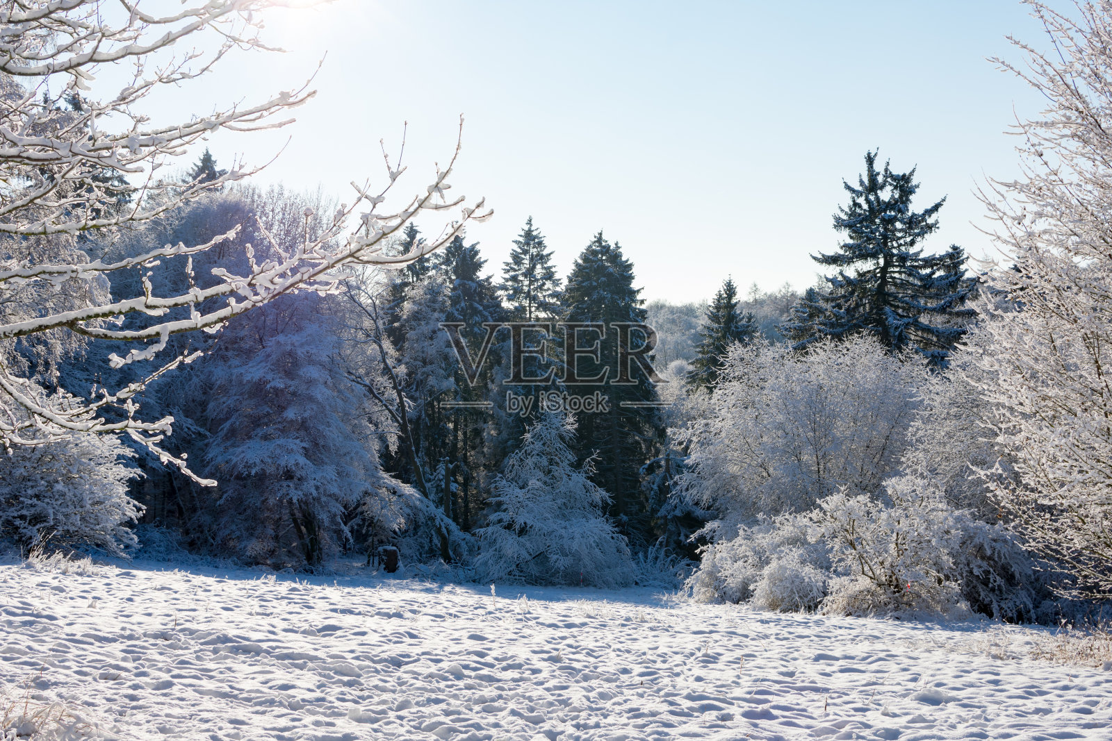 德国冬季的森林景观照片摄影图片