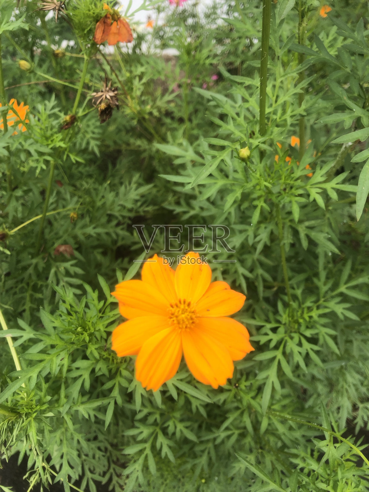 黄花黄叶照片摄影图片