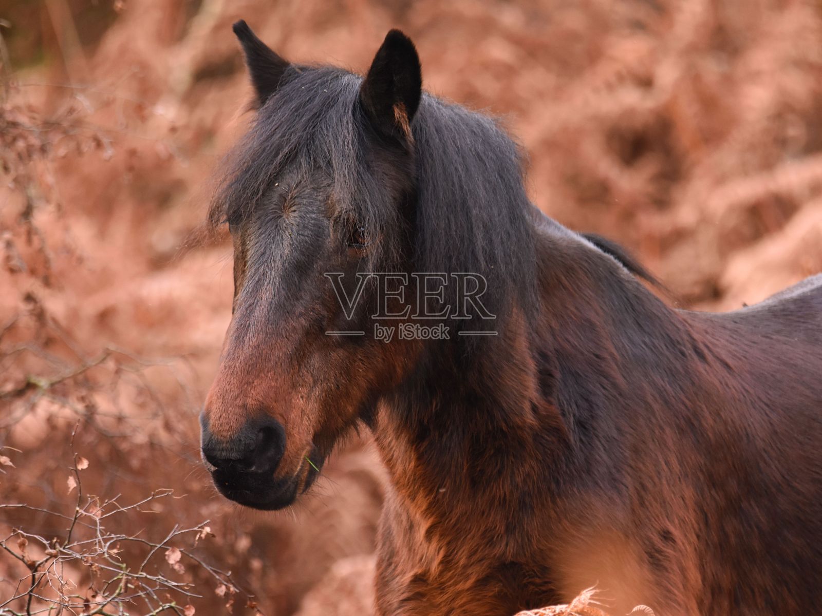 棕色马的选择性聚焦照片摄影图片