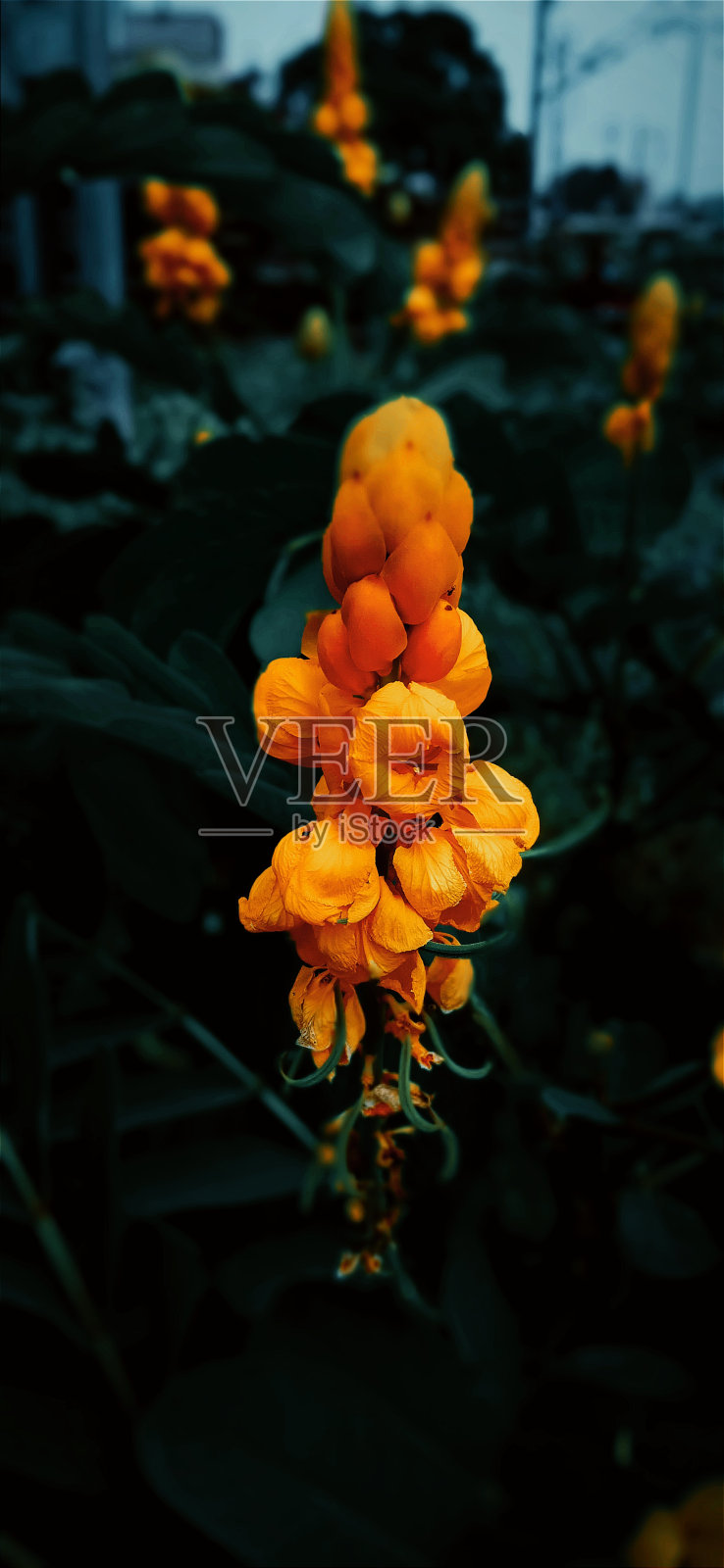 黄色的花照片摄影图片