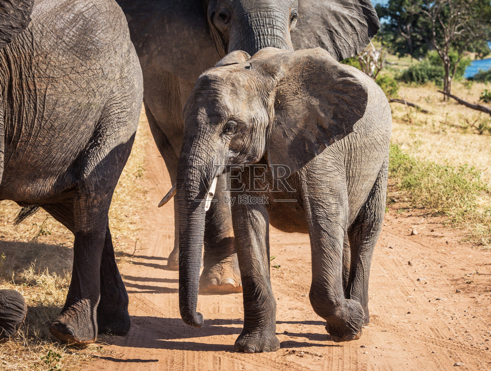 美丽的乔贝,博茨瓦纳野生动物图片照片摄影图片