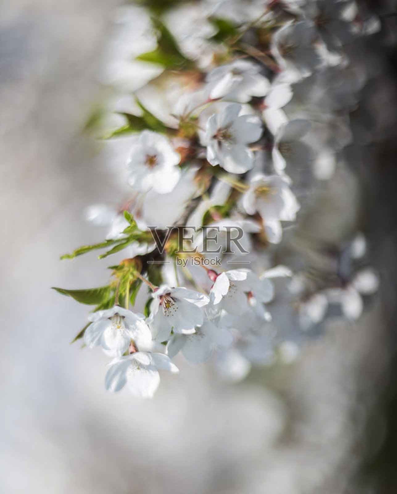 美丽的立陶宛花卉图片照片摄影图片