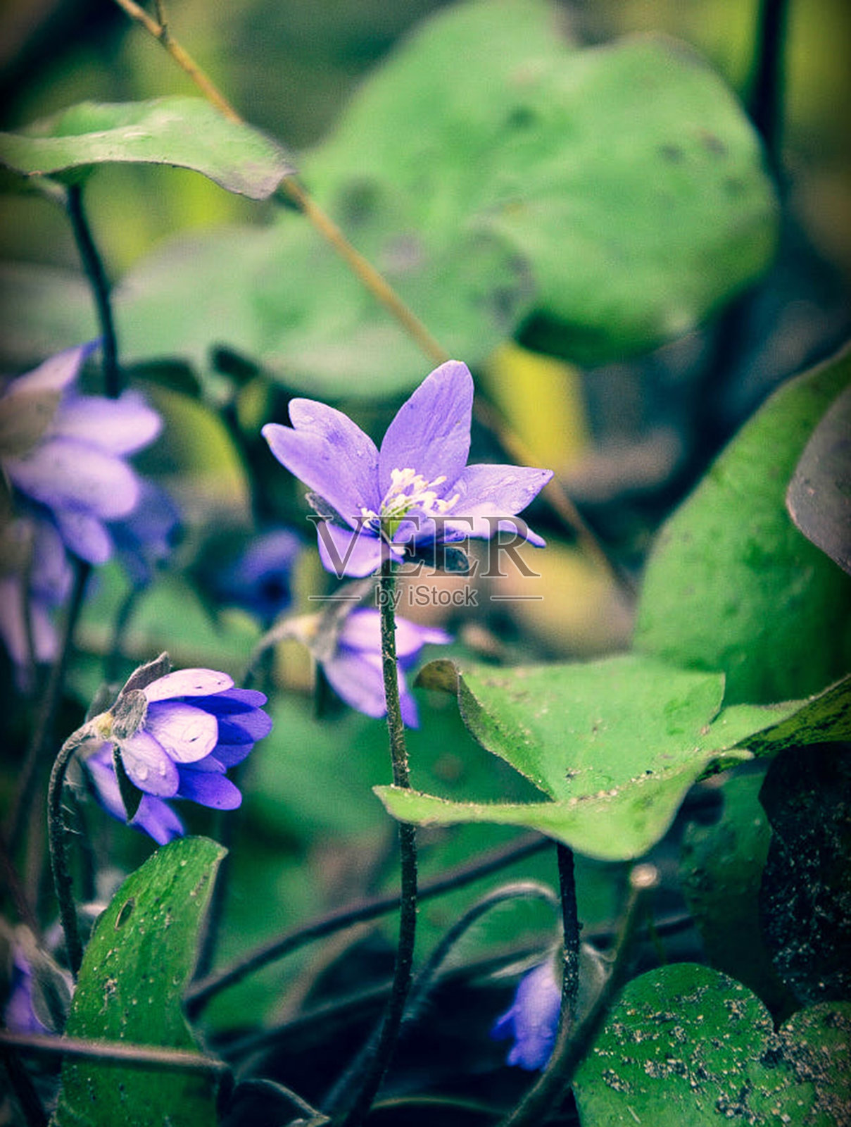 美丽的立陶宛花卉图片照片摄影图片