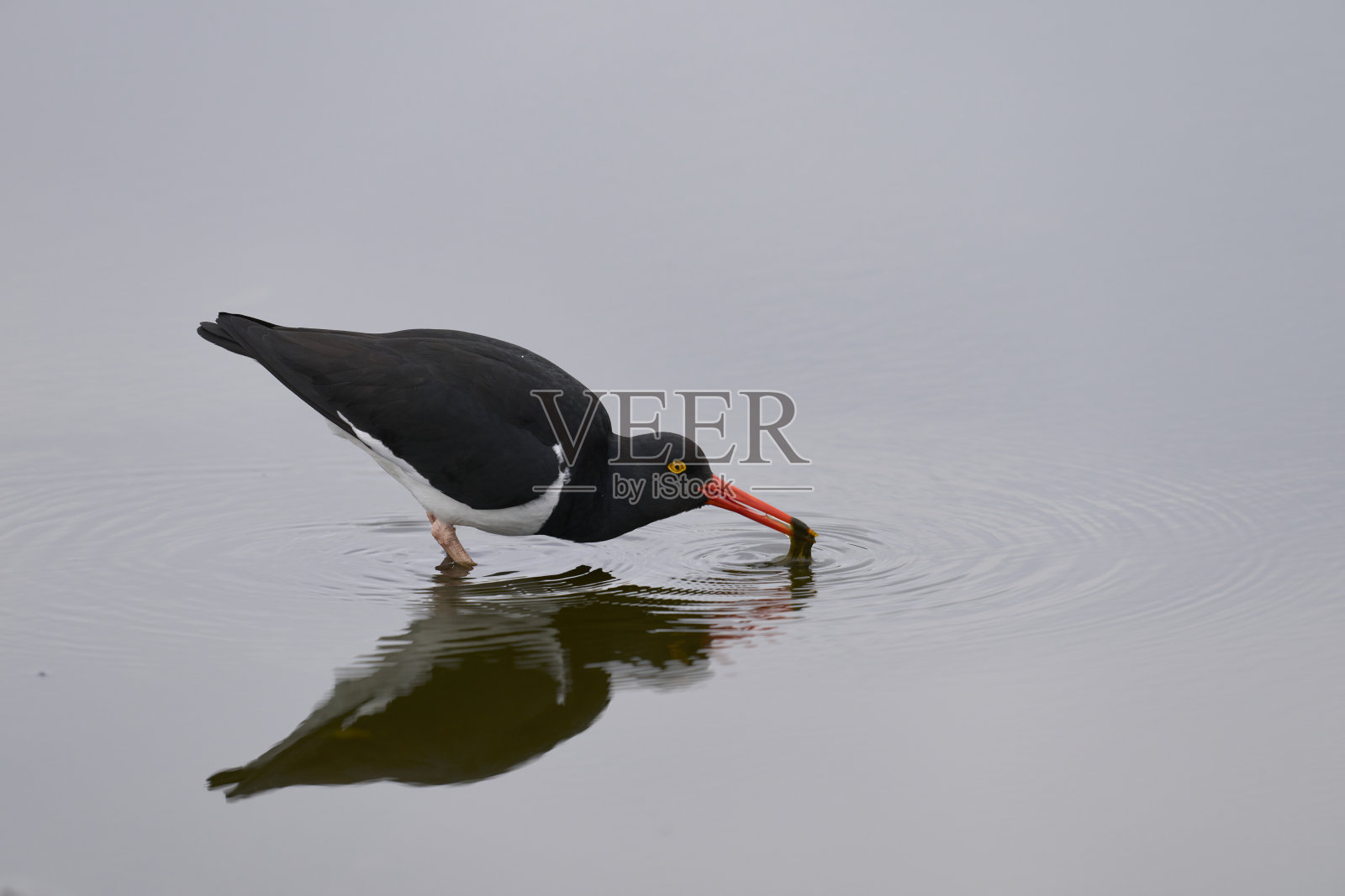 麦哲伦蛎鹬照片摄影图片