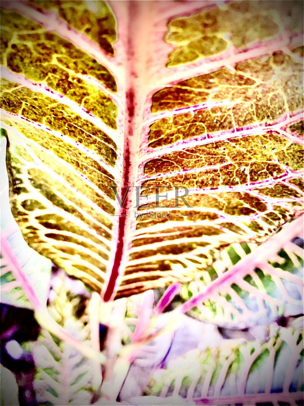 植物的叶子照片摄影图片