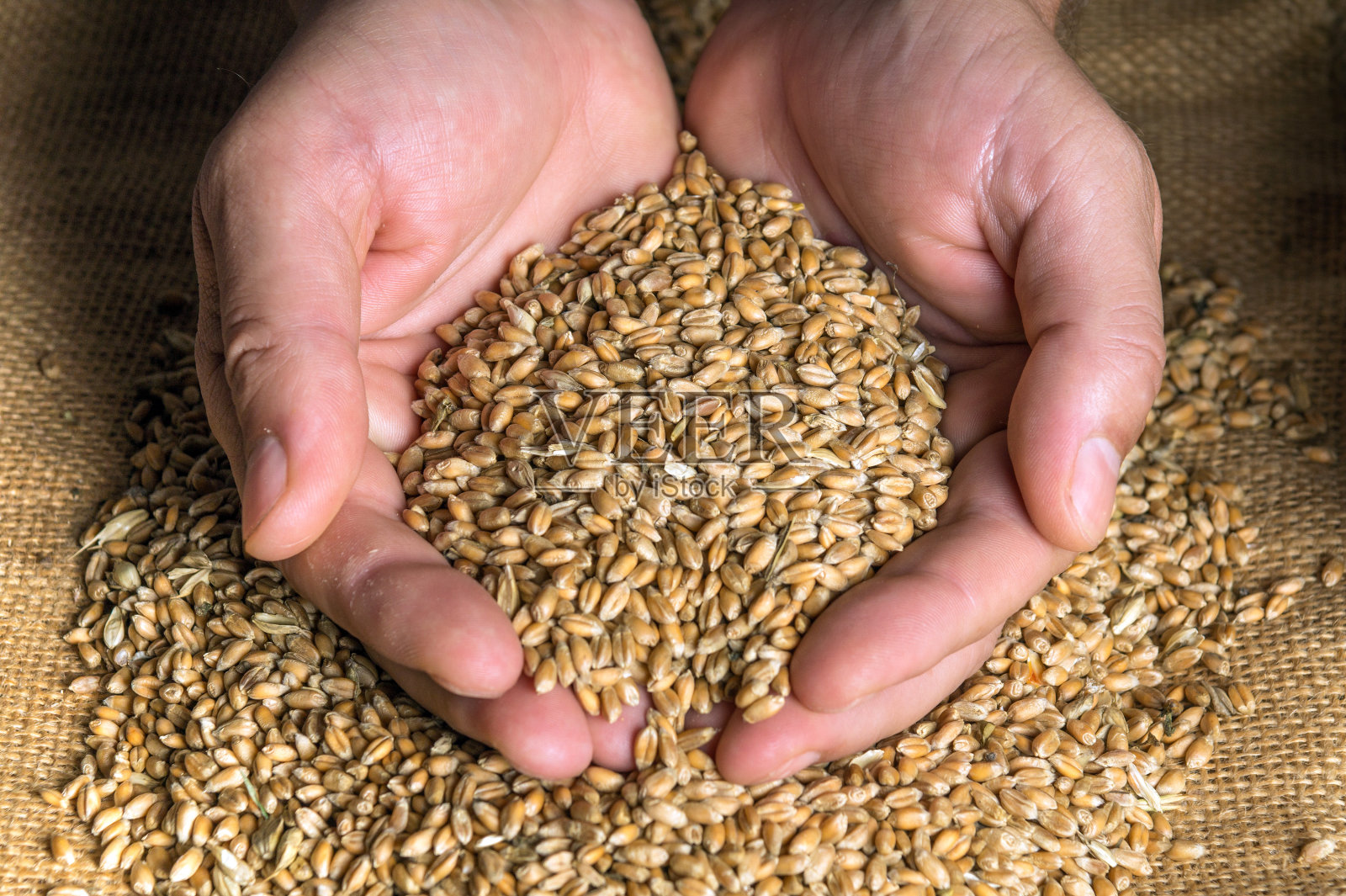 农民的手拿着一粒小麦。播种前选粒。收获丰收。照片摄影图片