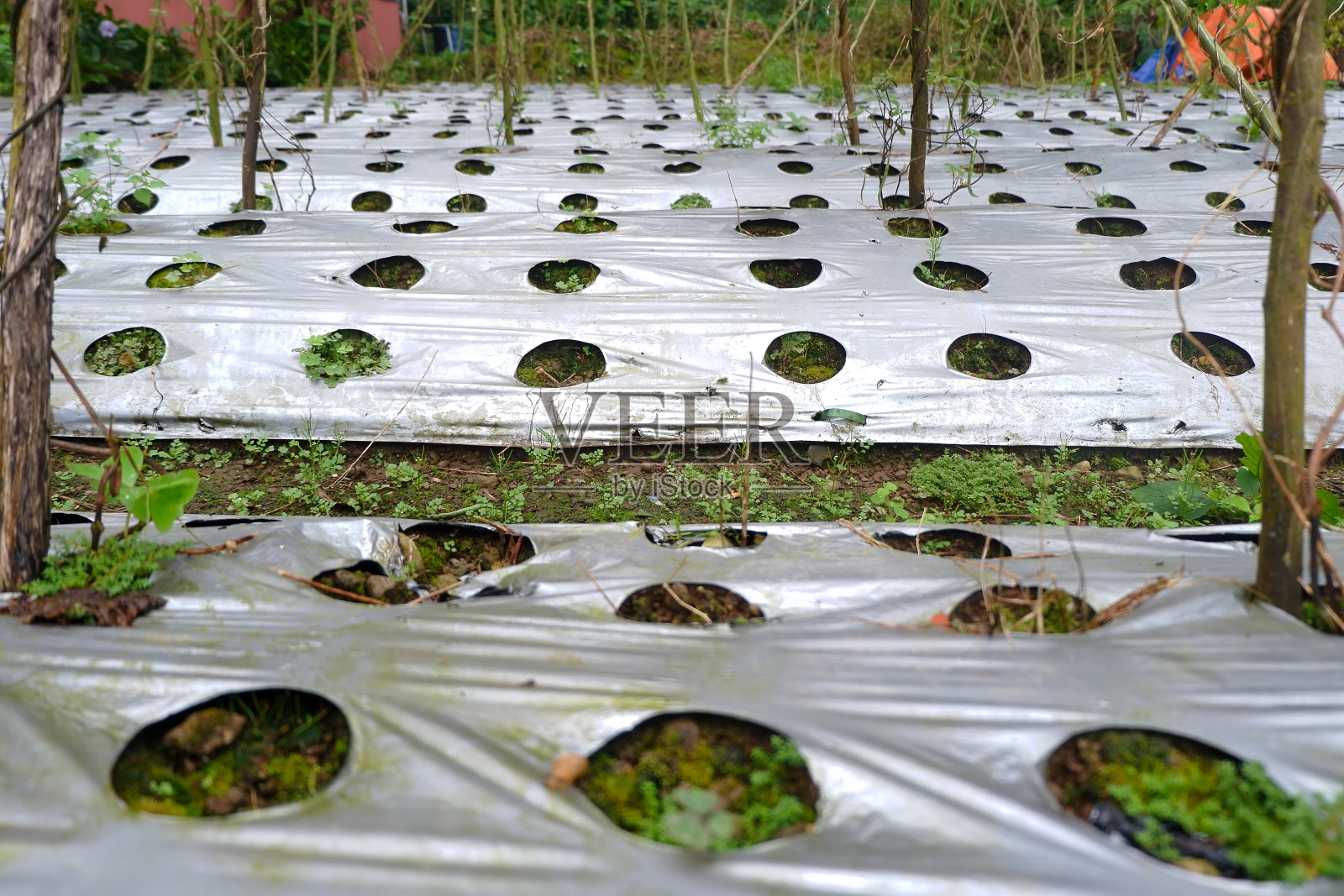 塑料薄膜照片摄影图片