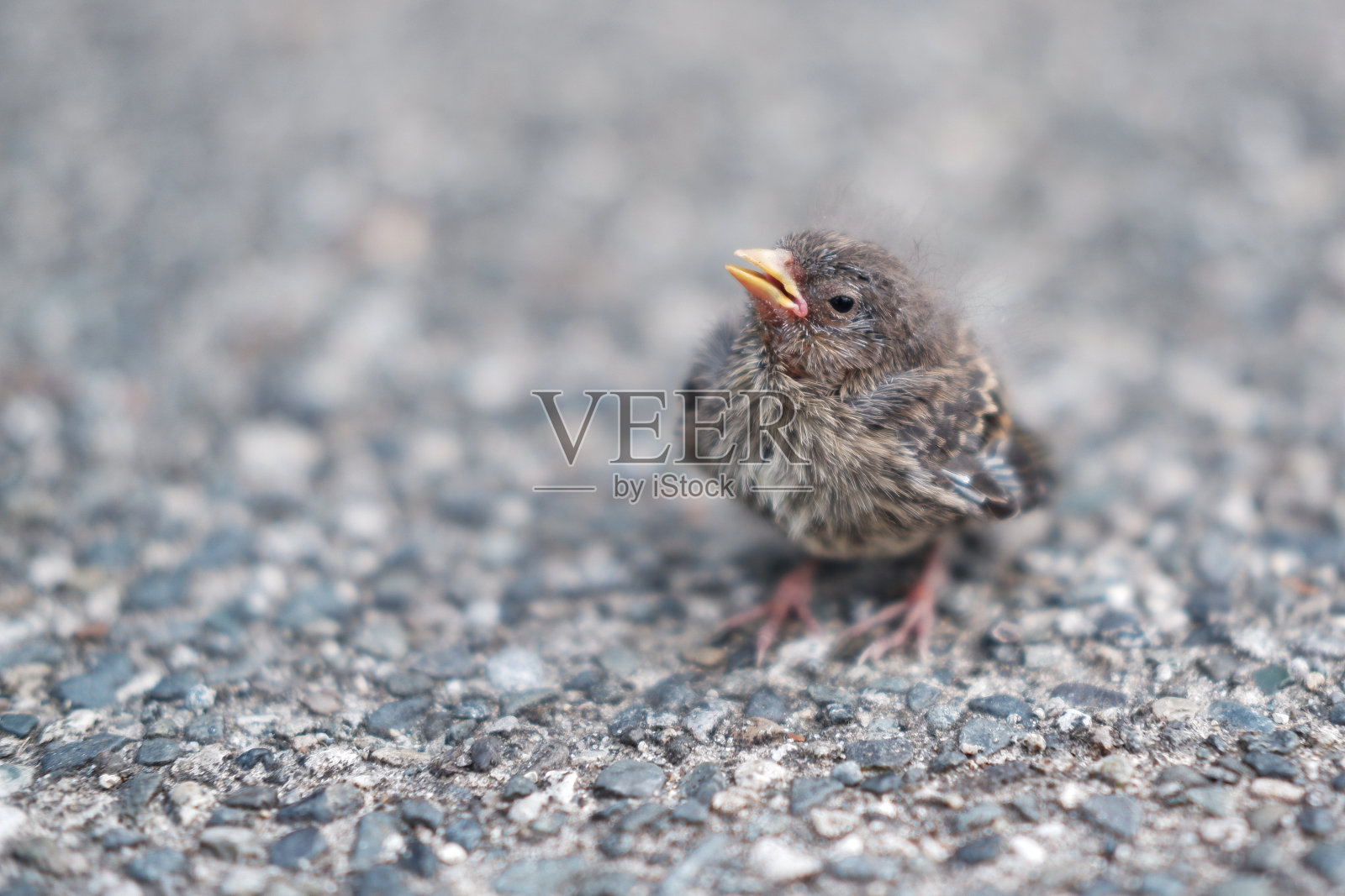 人行道上黑脸彩旗小鸡的特写镜头照片摄影图片