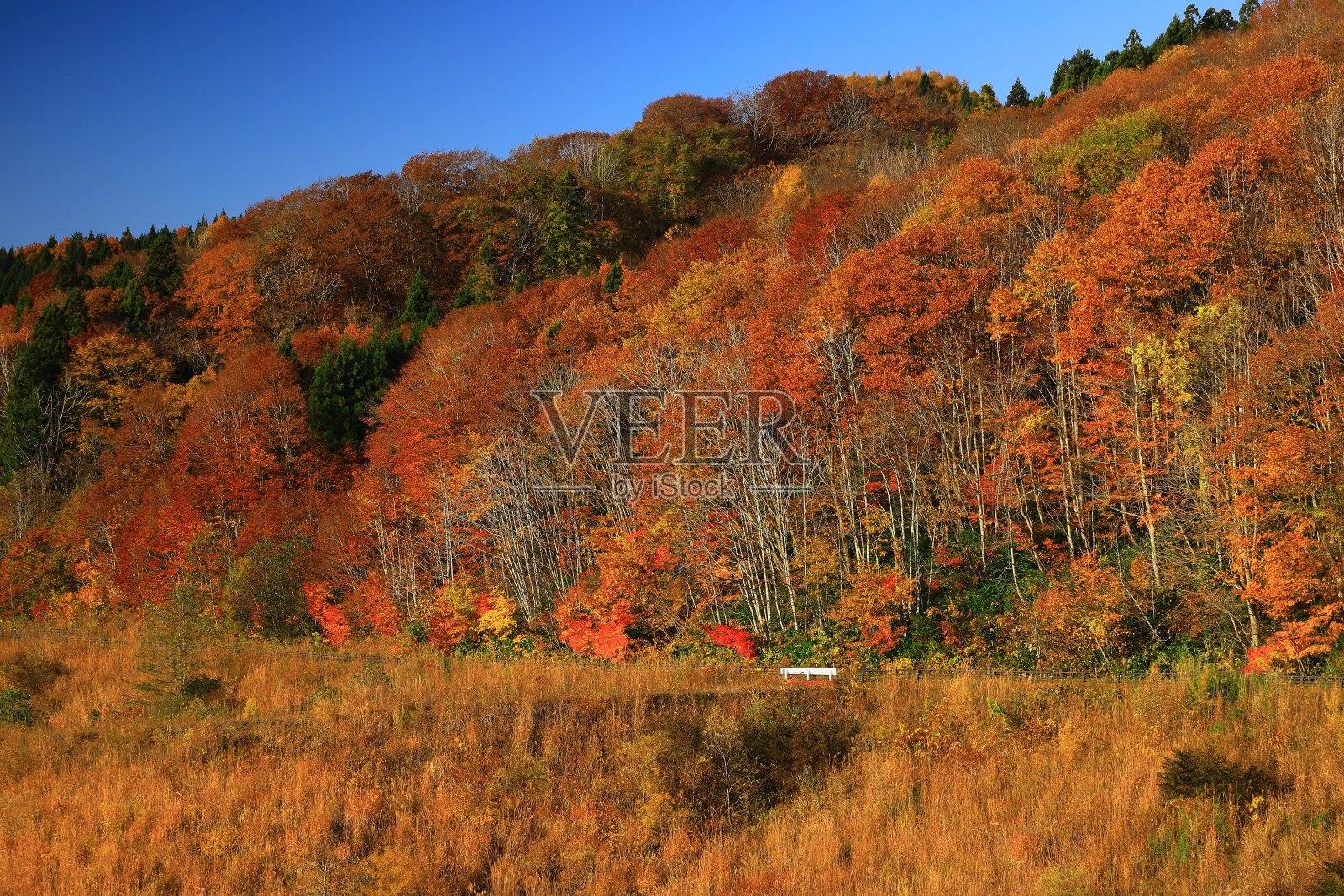 秋叶与雾照片摄影图片
