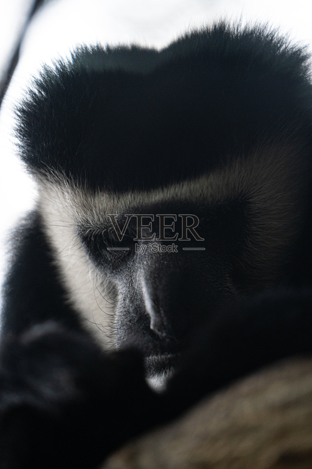 一只成年东部黑白疣猴的垂直肖像照片摄影图片