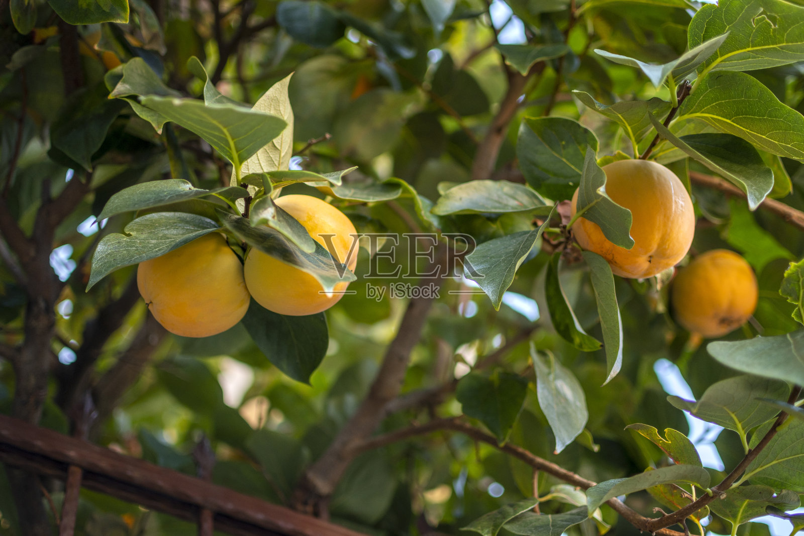 树上成熟的日本柿子。秋季时令有机水果照片摄影图片