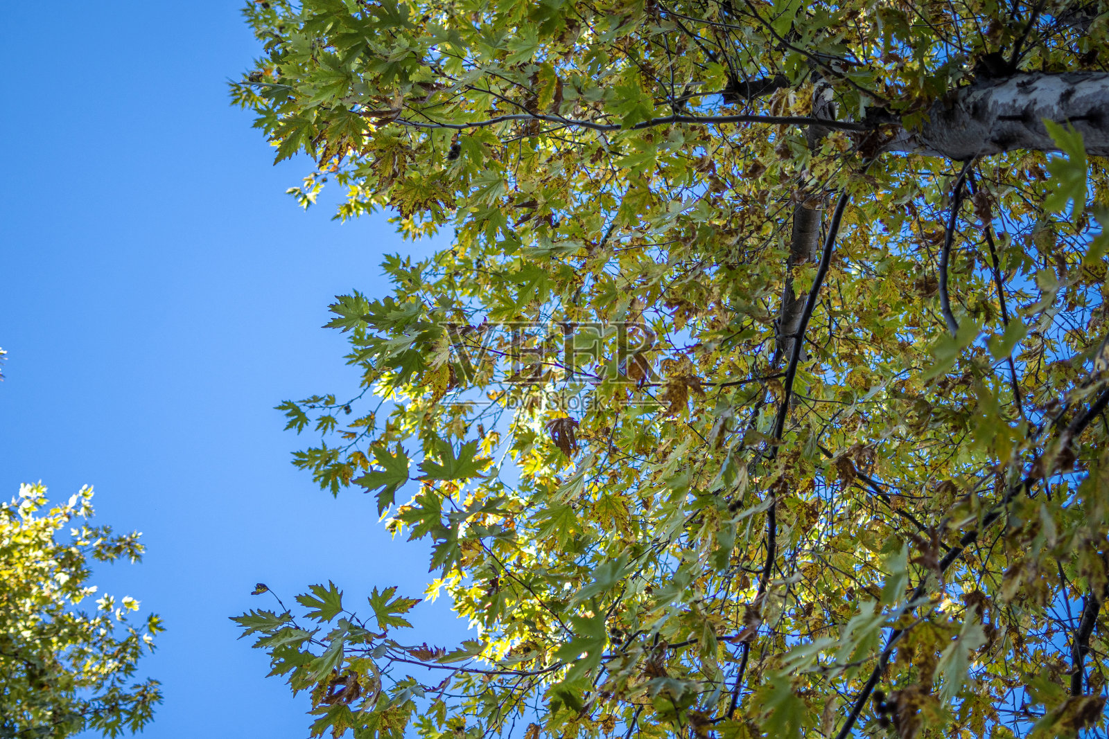 秋天在树梢照片摄影图片