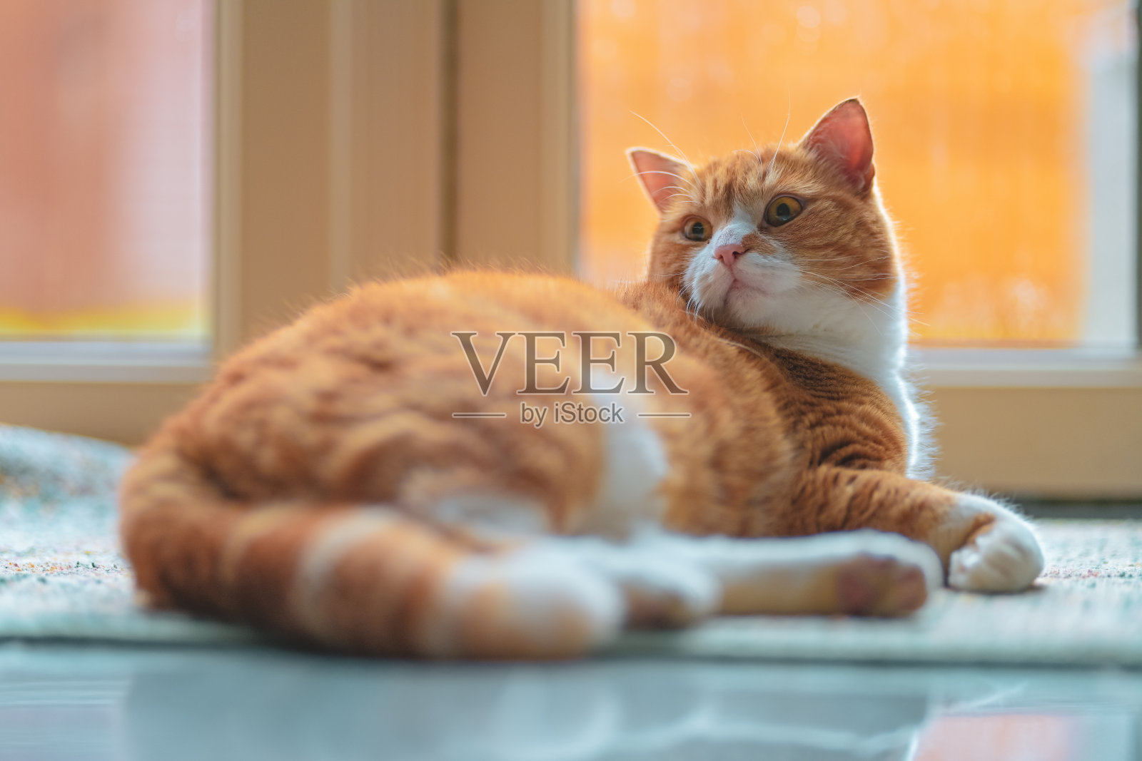 被声音吓到的姜黄色公猫照片摄影图片