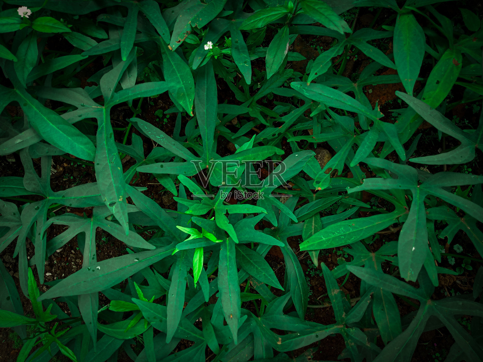 深绿色树叶为背景照片摄影图片