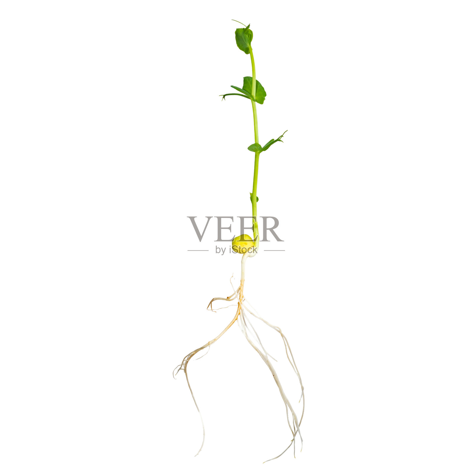 有机豌豆微绿色芽,根孤立在白色背景。健康饮食和有机食品的概念照片摄影图片