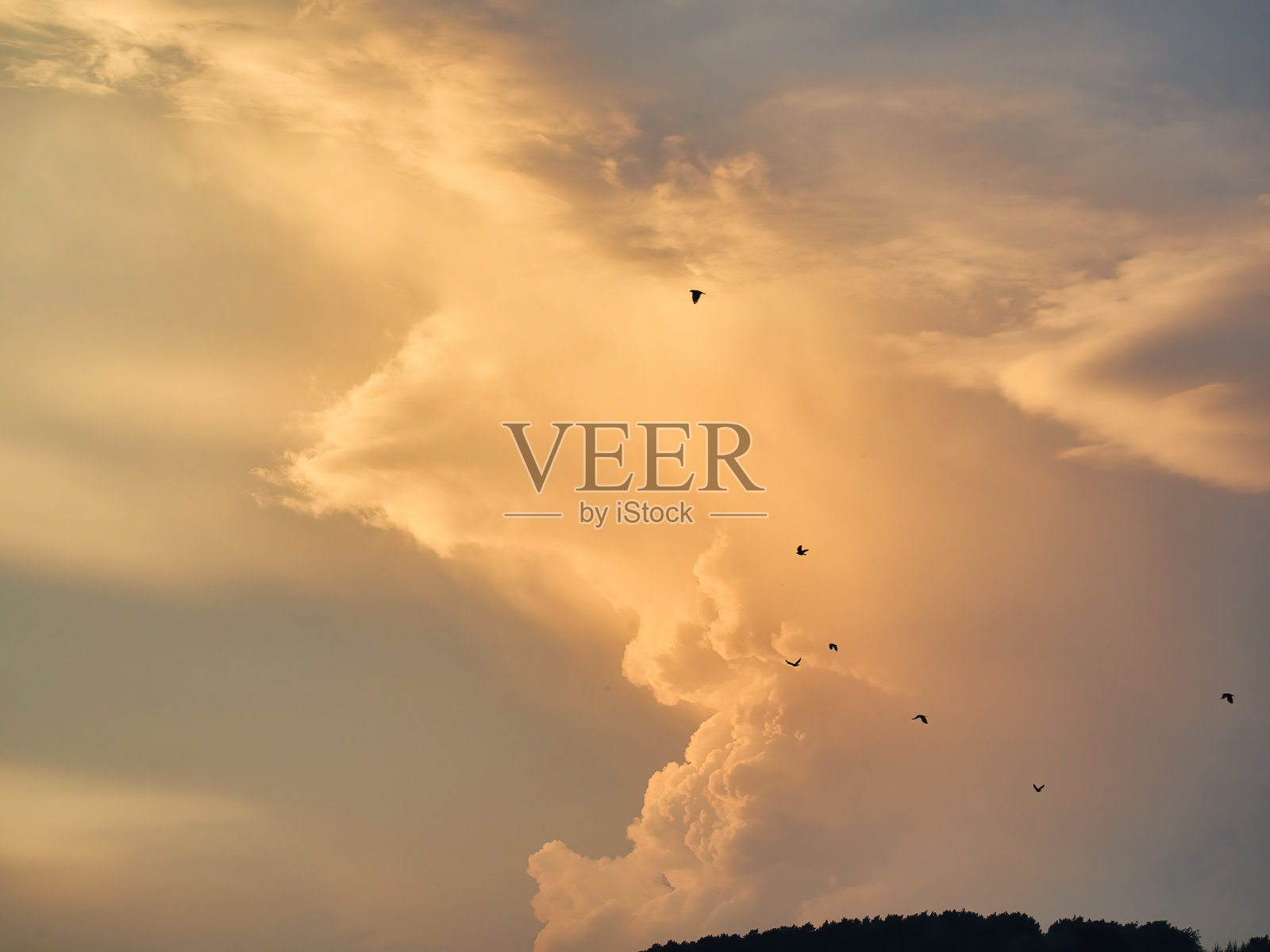 夕阳下的鸟群与春云作背景,晨曦中飞过的鸟群照片摄影图片