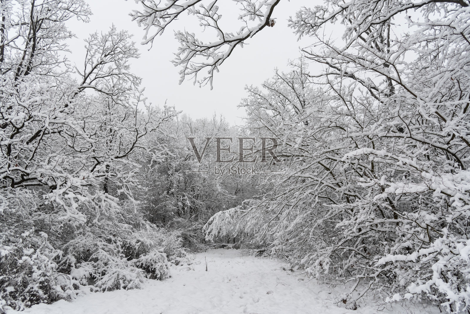 森林里白雪覆盖的树木的美丽景色照片摄影图片