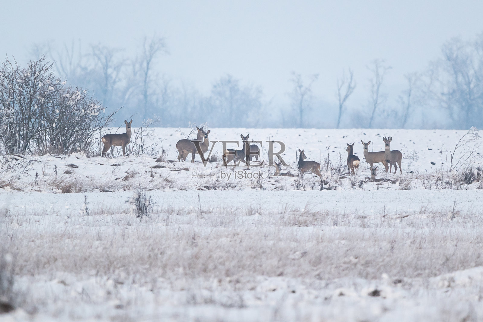 白雪覆盖的田野里的野鹿照片摄影图片