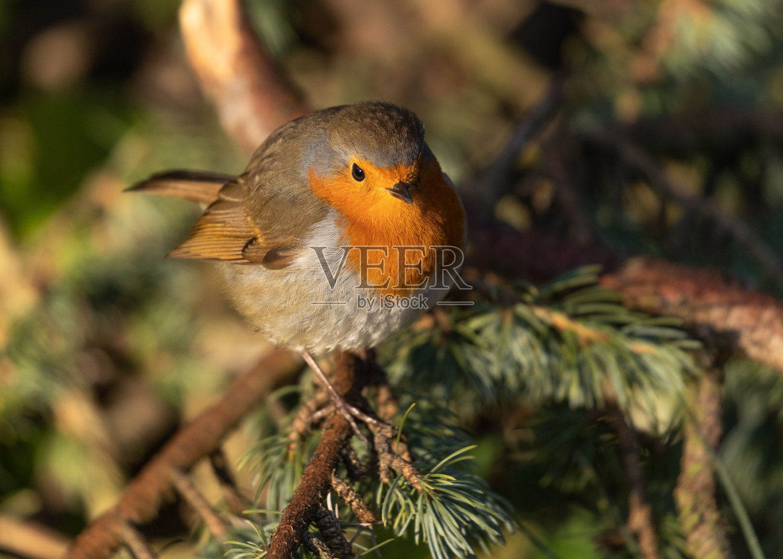 浅聚焦的欧洲知更鸟站在树枝上与模糊的背景照片摄影图片
