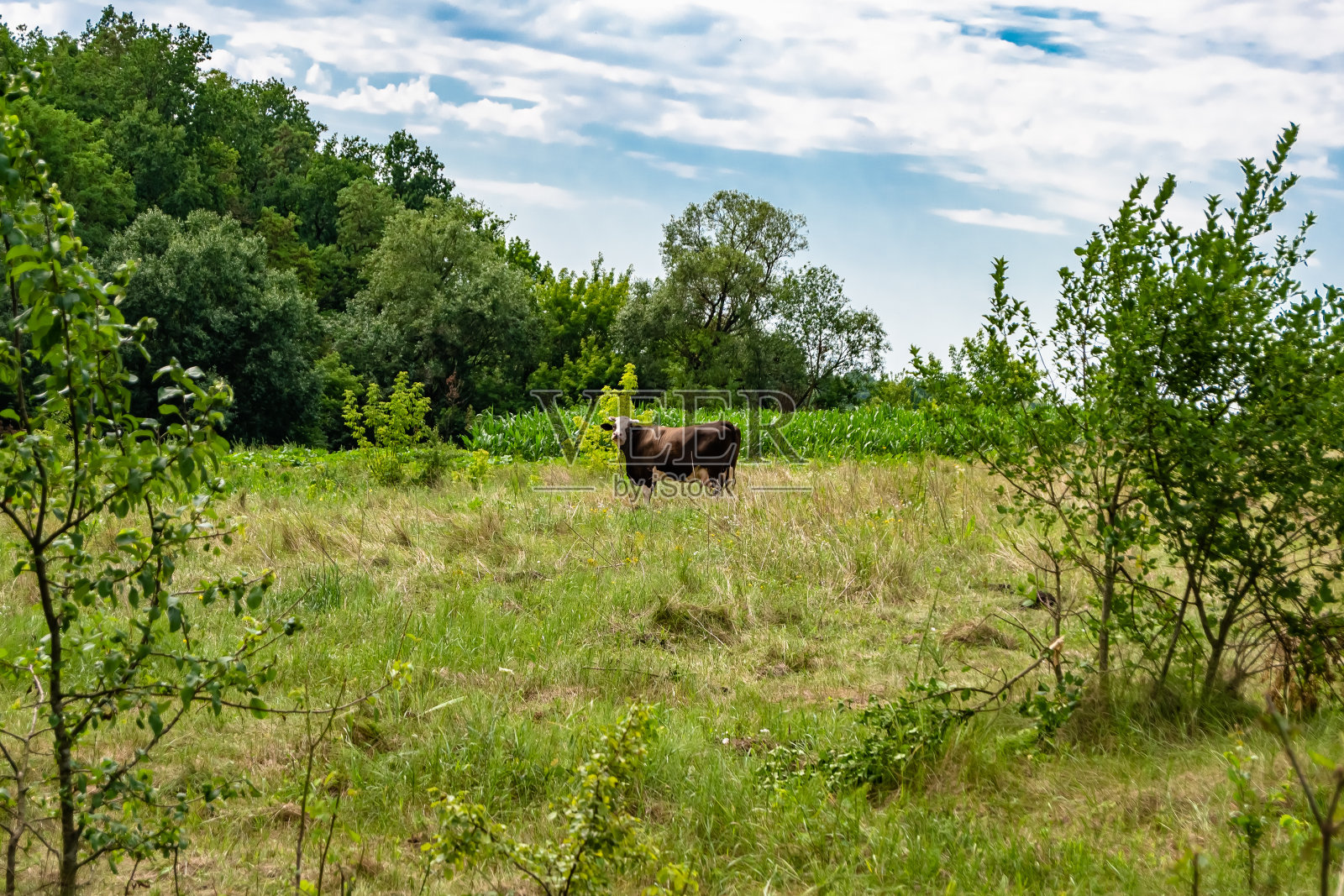 美丽的大奶牛在蓝天下的绿色草地上吃草照片摄影图片