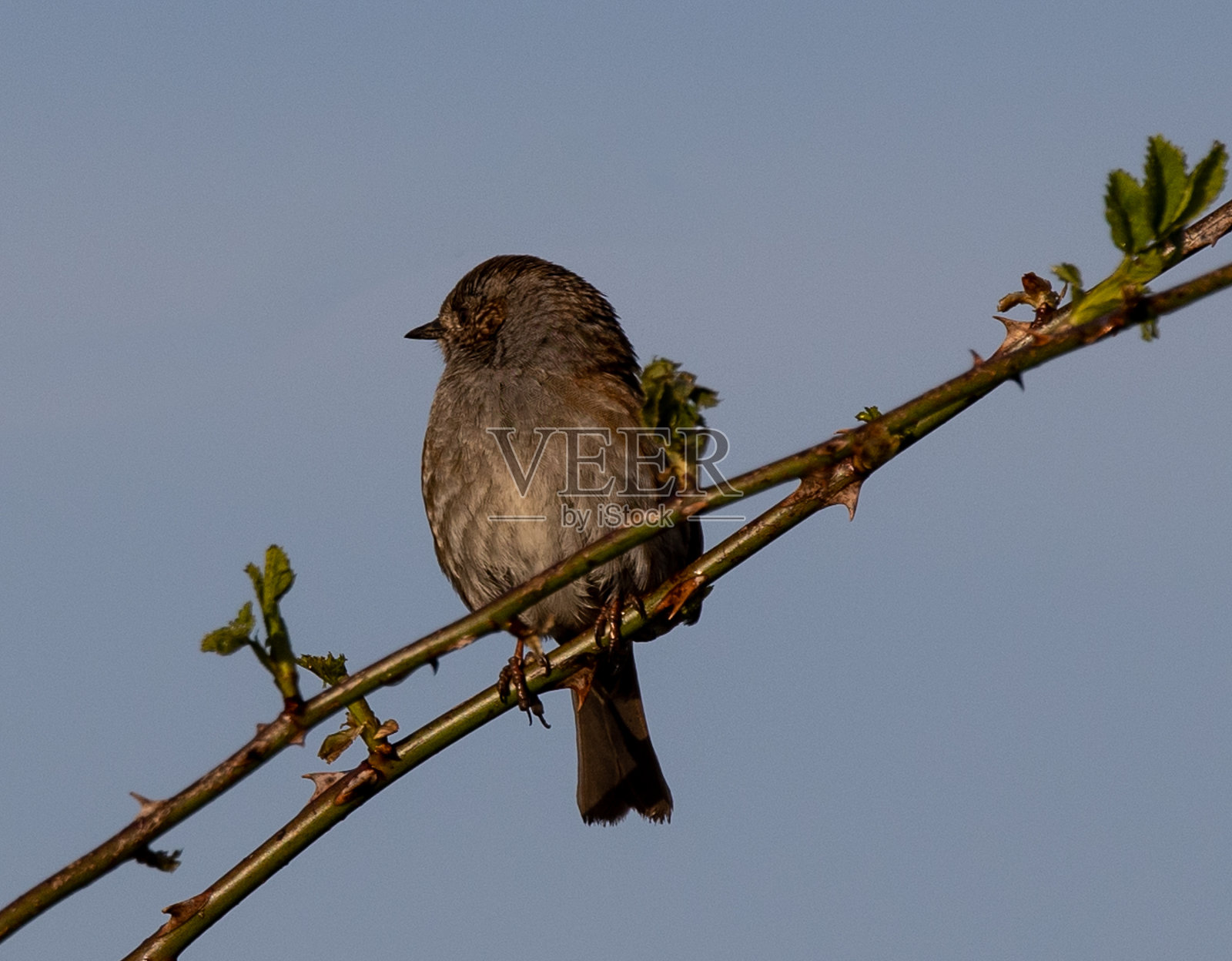 夏枯草(prunella modularis)栖息在树枝上照片摄影图片
