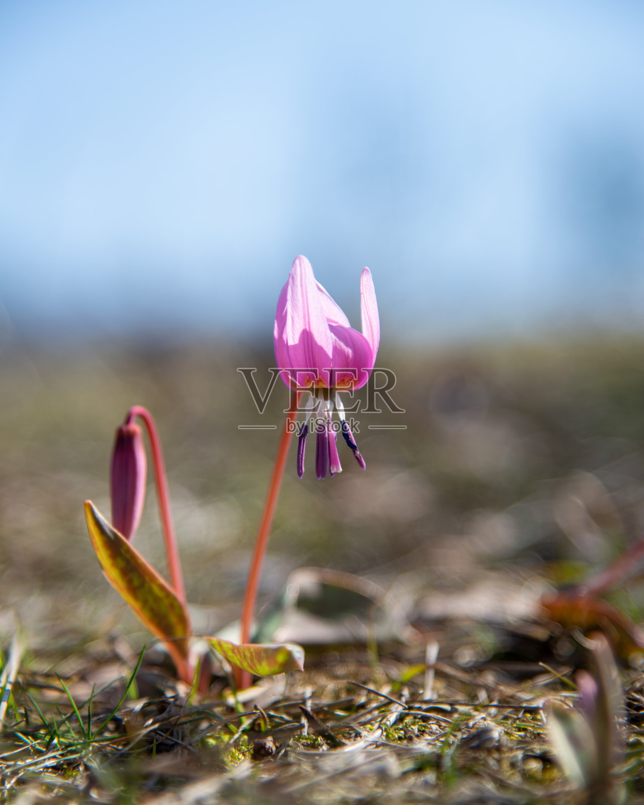 选择性聚焦拍摄粉红色的狗牙紫罗兰花照片摄影图片