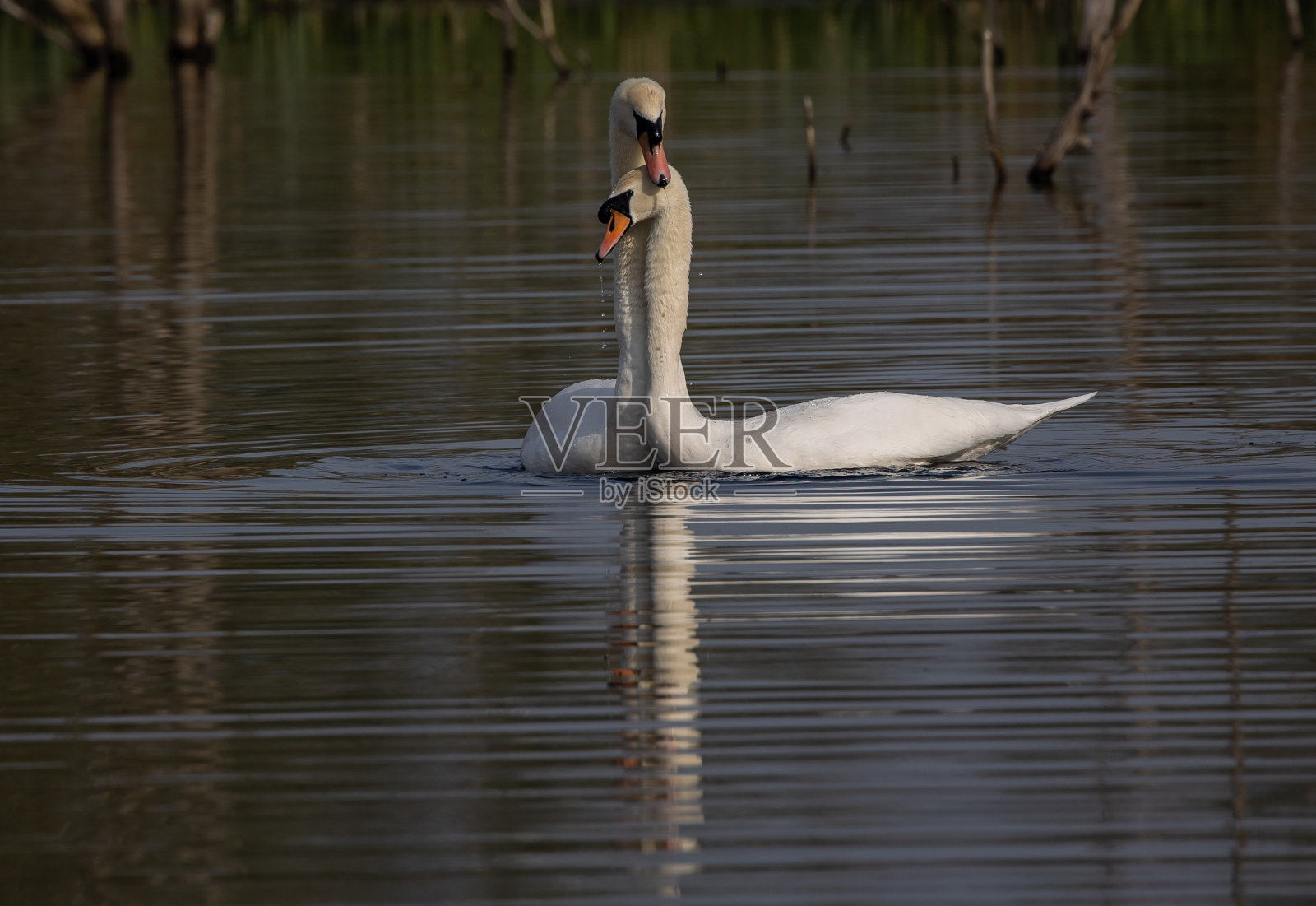 两只可爱的天鹅在湖上照片摄影图片