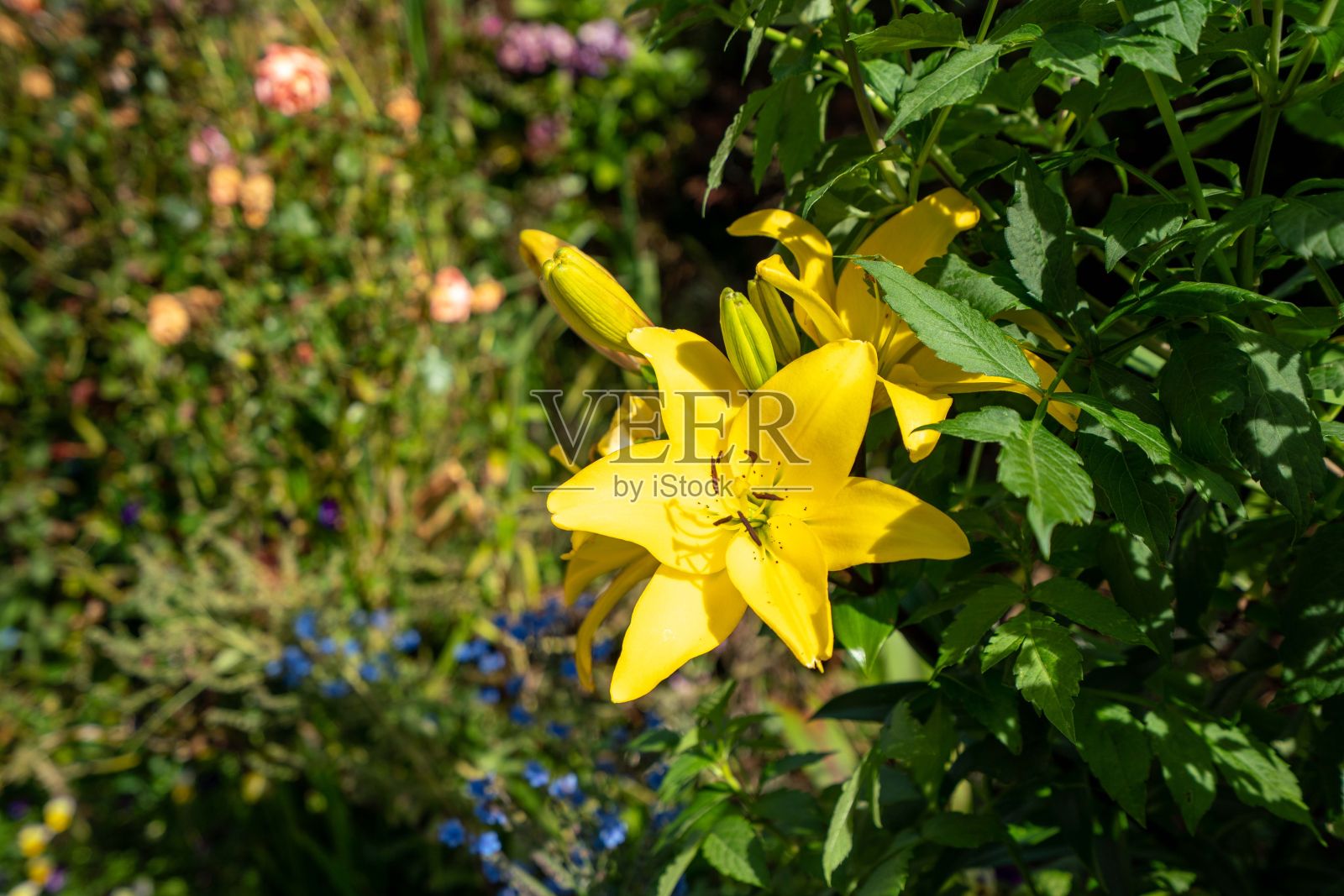 选择性聚焦特写一个亮黄色的柠檬百合在花园里照片摄影图片
